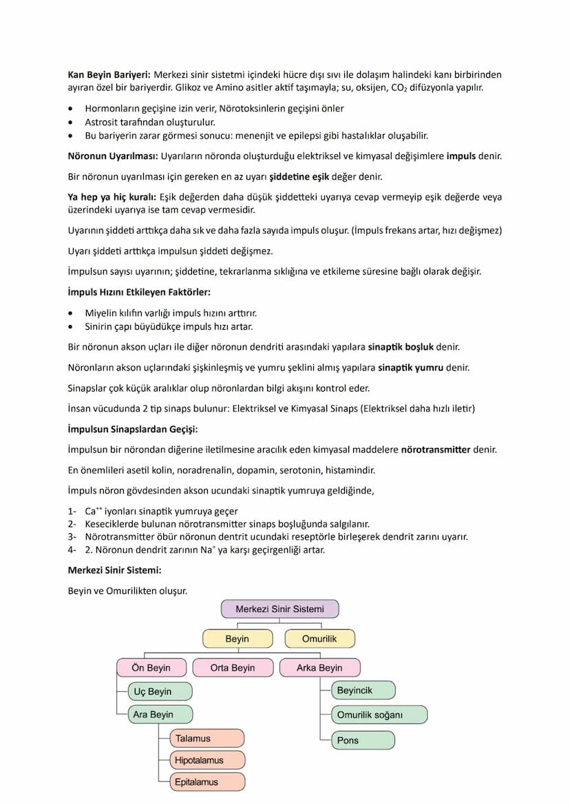 Sinir Sistemi
Nöronların Yapısı ve Nöron Çeşitleri:
İnsanların iç ve dış çevrelerinde meydana gelen değişimlere uyarı denir.
Reseptörler: Vü