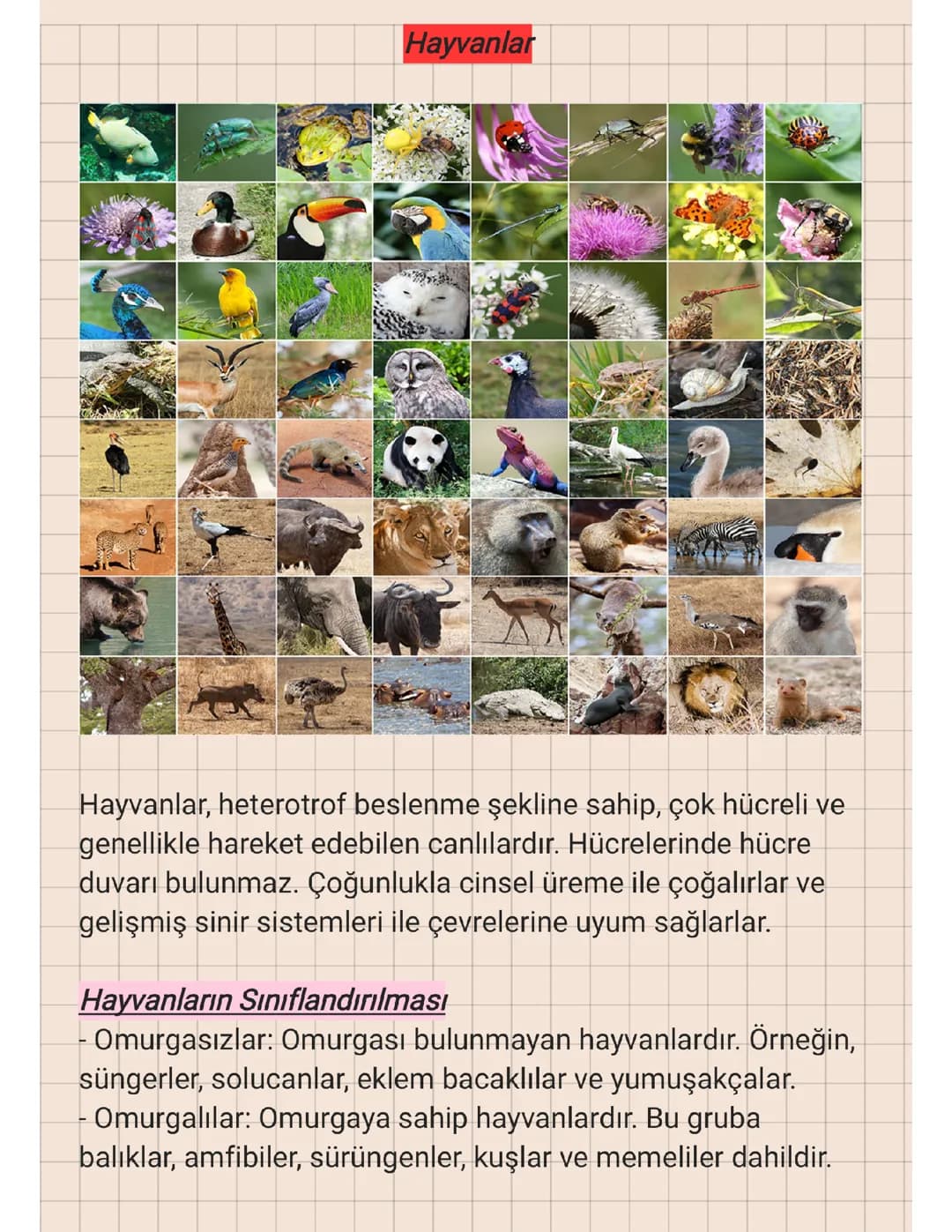 9.SINIF - HAYVANLAR 