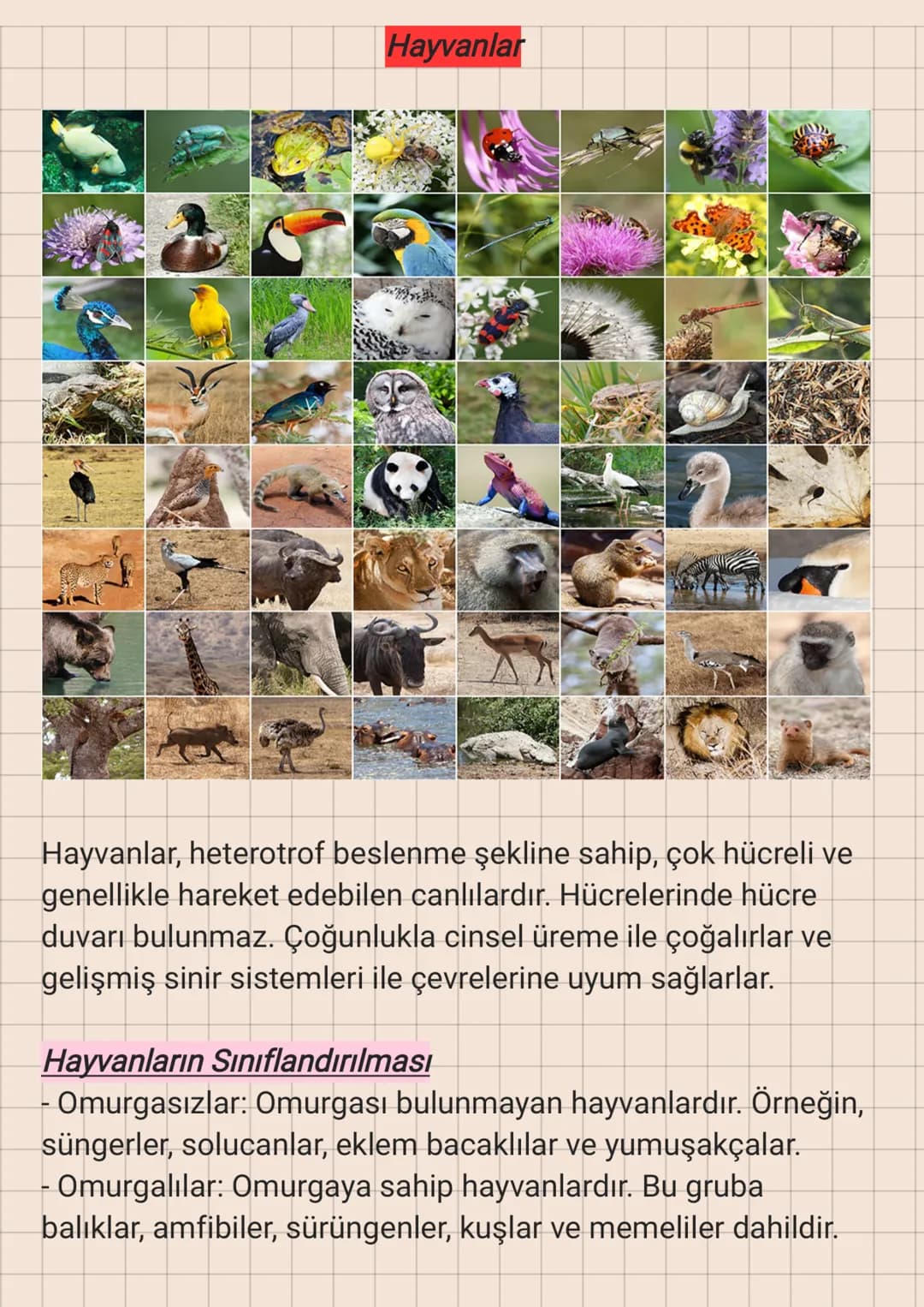 Hayvanlar
Hayvanlar, heterotrof beslenme şekline sahip, çok hücreli ve
genellikle hareket edebilen canlılardır. Hücrelerinde hücre
duvarı bu