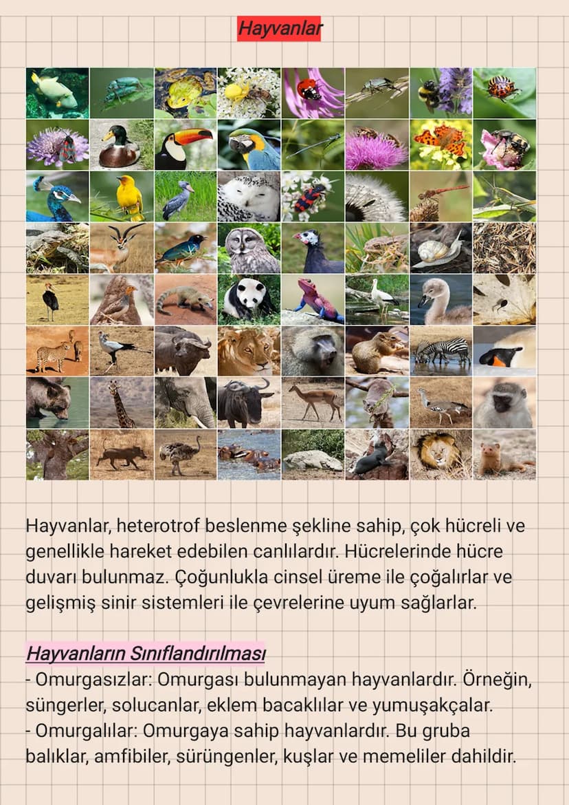 Hayvanlar
Hayvanlar, heterotrof beslenme şekline sahip, çok hücreli ve
genellikle hareket edebilen canlılardır. Hücrelerinde hücre
duvarı bu