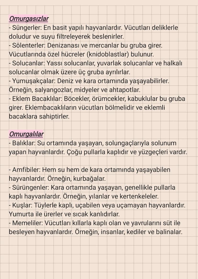 Hayvanlar
Hayvanlar, heterotrof beslenme şekline sahip, çok hücreli ve
genellikle hareket edebilen canlılardır. Hücrelerinde hücre
duvarı bu