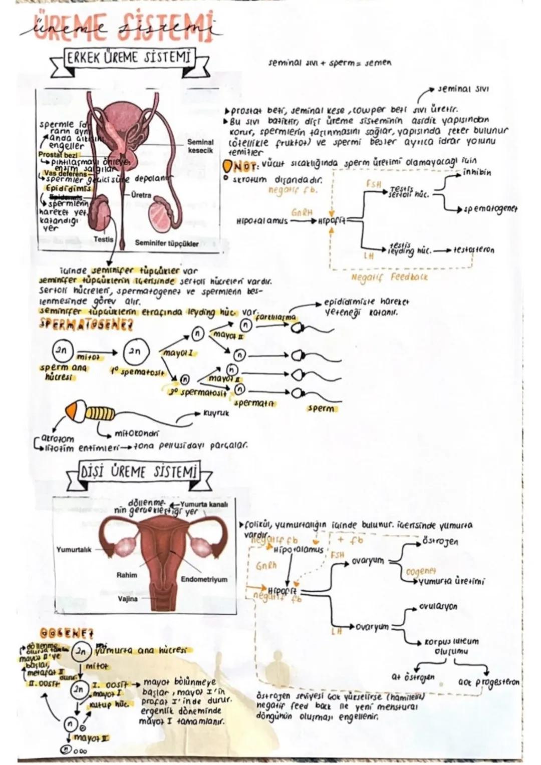 üneme sistemi
ERKEK ÜREME SISTEMI
spermle fo
ranın ayn
anda ait
engeller
seminal av + sperm = semen
seminal SIVI
Seminal
prostat beti, semin