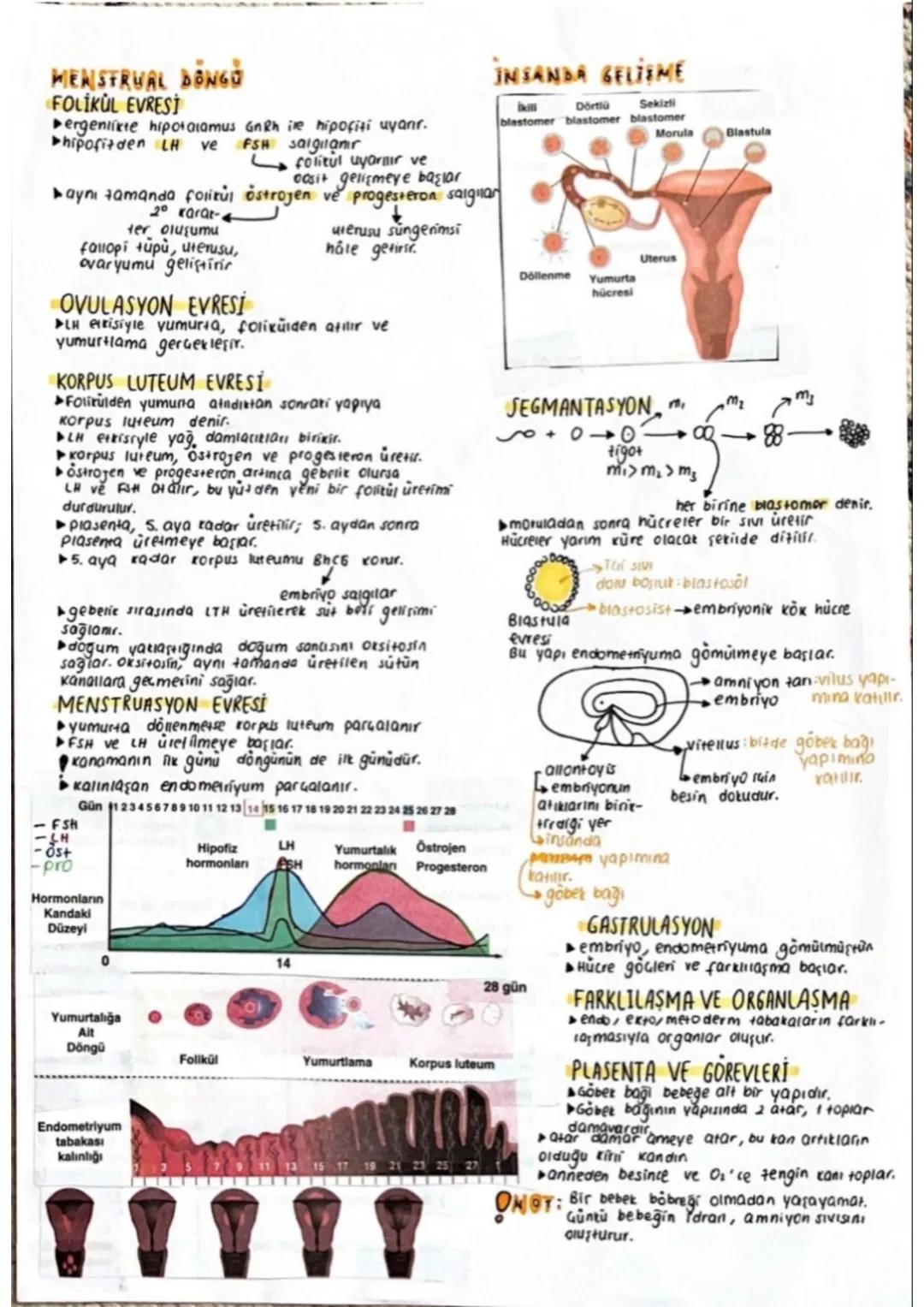 üneme sistemi
ERKEK ÜREME SISTEMI
spermle fo
ranın ayn
anda ait
engeller
seminal av + sperm = semen
seminal SIVI
Seminal
prostat beti, semin