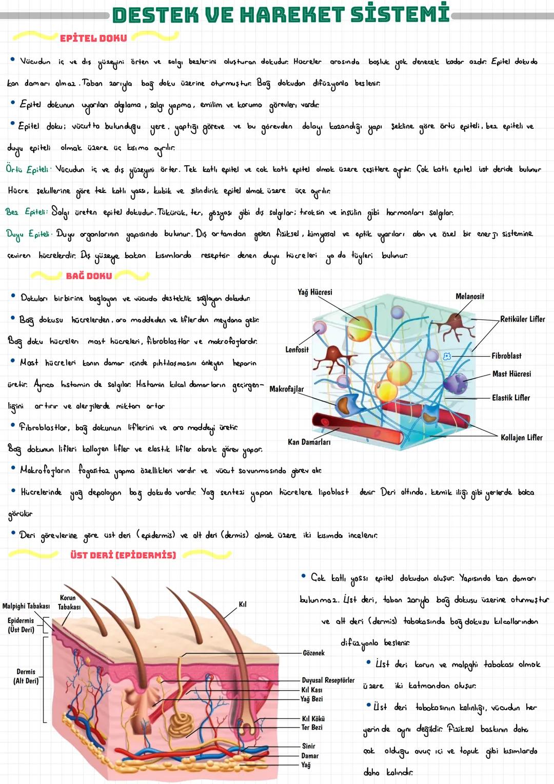  DESTEK VE HAREKET SİSTEMİ
EPİTEL DOKU
• Vücudun iç ve dış yüzeyini örten ve salgı bezlerini oluşturan dokudur. Hücreler arasında boşluk yok