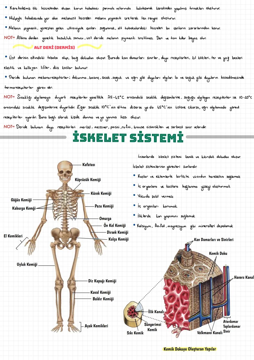  DESTEK VE HAREKET SİSTEMİ
EPİTEL DOKU
• Vücudun iç ve dış yüzeyini örten ve salgı bezlerini oluşturan dokudur. Hücreler arasında boşluk yok