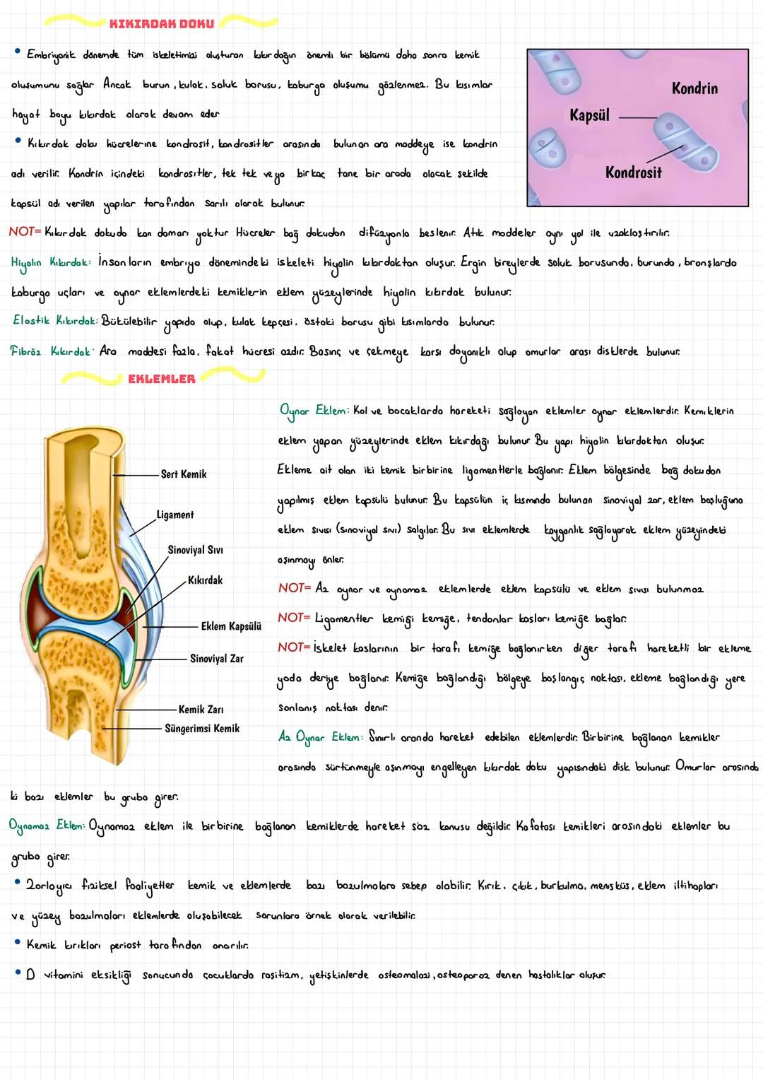  DESTEK VE HAREKET SİSTEMİ
EPİTEL DOKU
• Vücudun iç ve dış yüzeyini örten ve salgı bezlerini oluşturan dokudur. Hücreler arasında boşluk yok