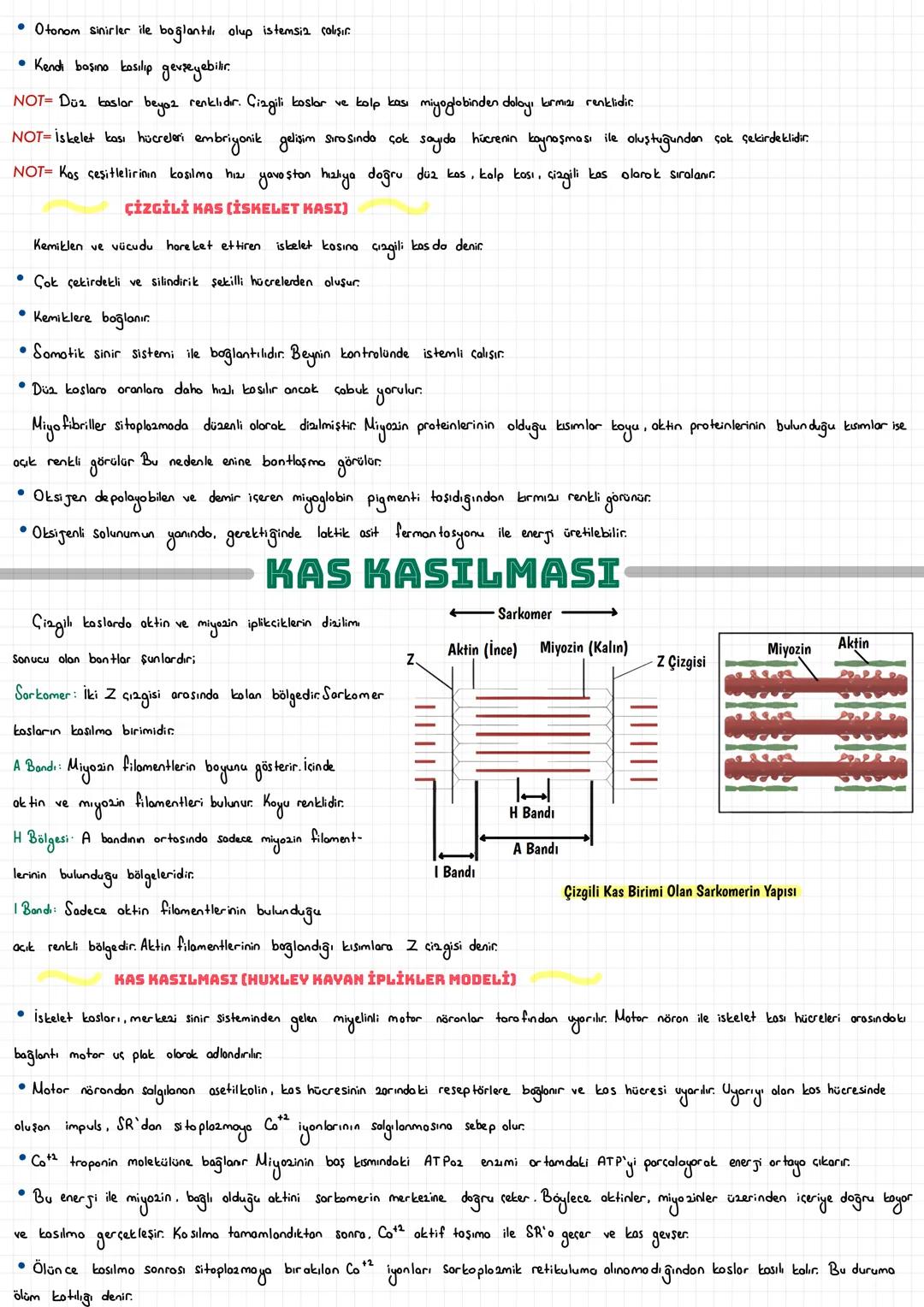  # DESTEK VE HAREKET SİSTEMİ

EPİTEL DOKU

• Vücudun iç ve dış yüzeyini örten ve solgı bezlerini oluşturan dokudur. Hücreler arasında boşluk