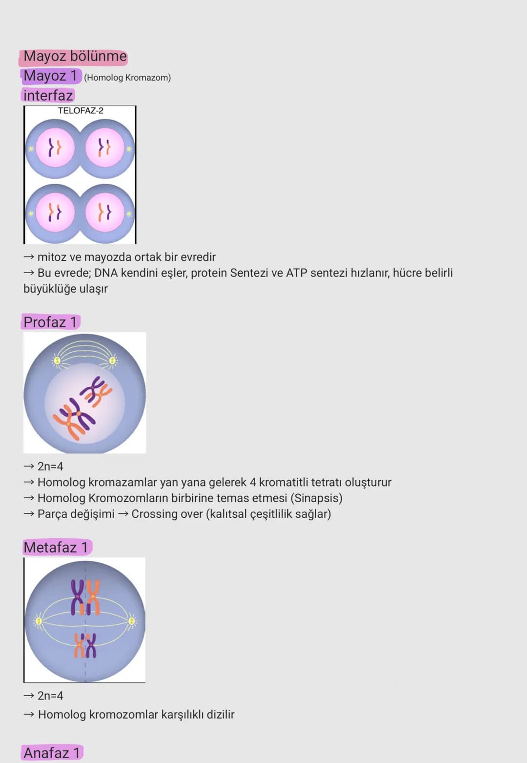 Mayoz bölünme
Mayoz 1 (Homolog Kromazom)
interfaz
TELOFAZ-2
}}
→ mitoz ve mayozda ortak bir evredir
→ Bu evrede; DNA kendini eşler, protein 