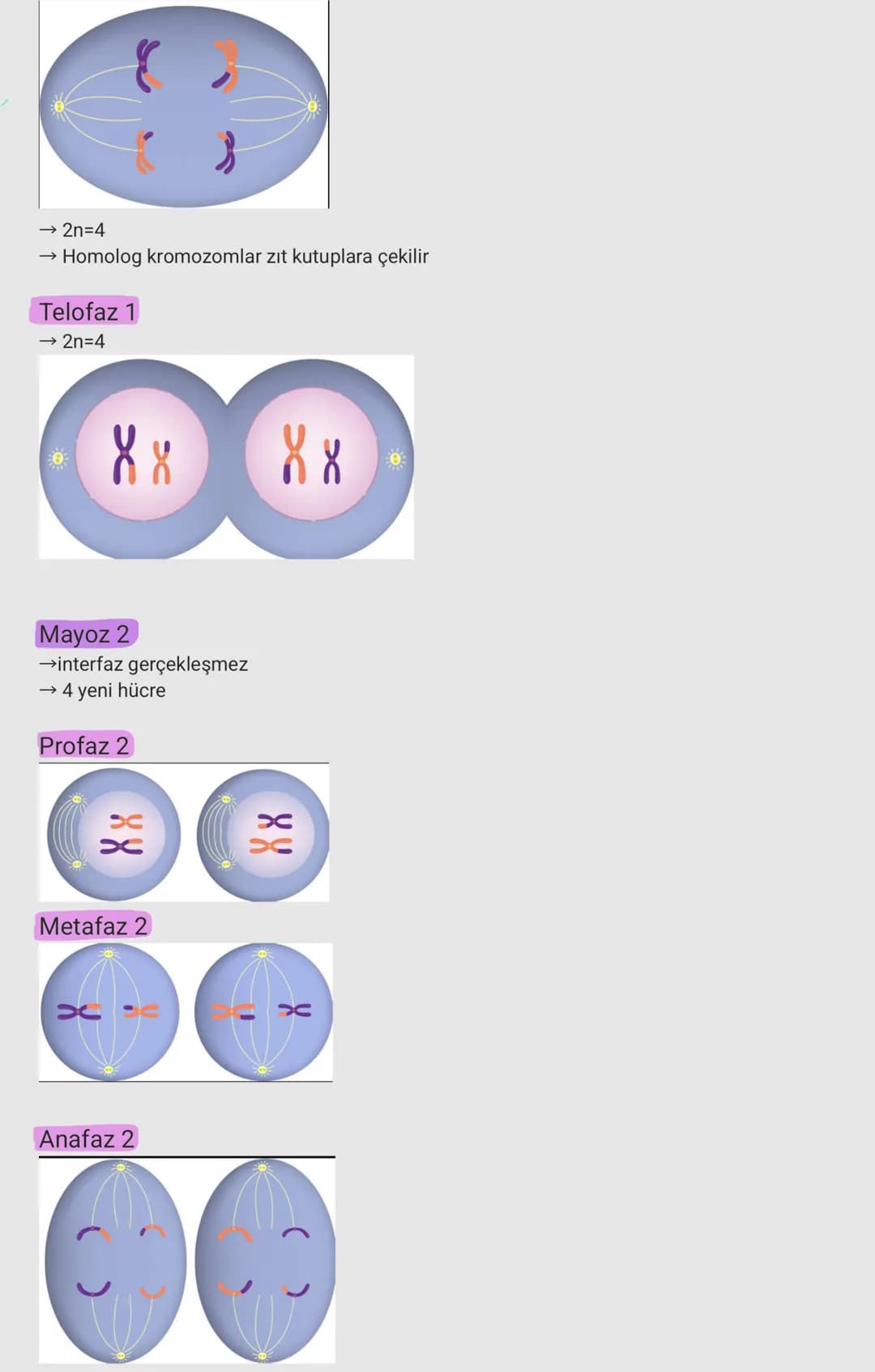 Mayoz bölünme
Mayoz 1 (Homolog Kromazom)
interfaz
TELOFAZ-2
}}
→ mitoz ve mayozda ortak bir evredir
→ Bu evrede; DNA kendini eşler, protein 