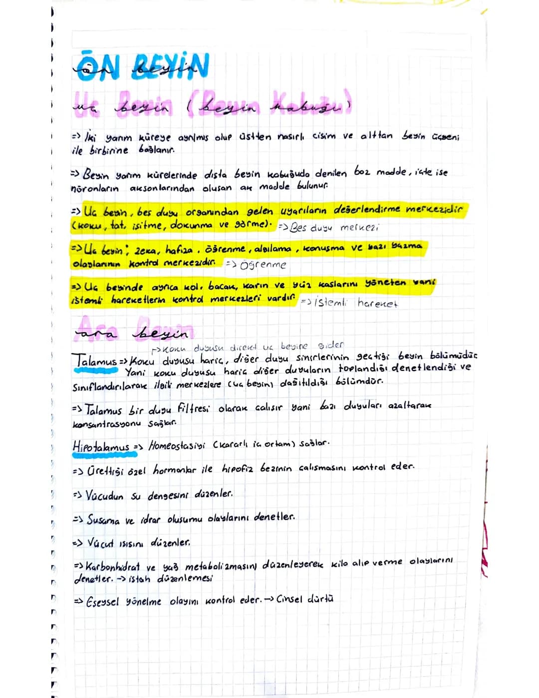 Beynin Bölümleri ve Görevleri - Beyincik, Orta Beyin, Omurilik