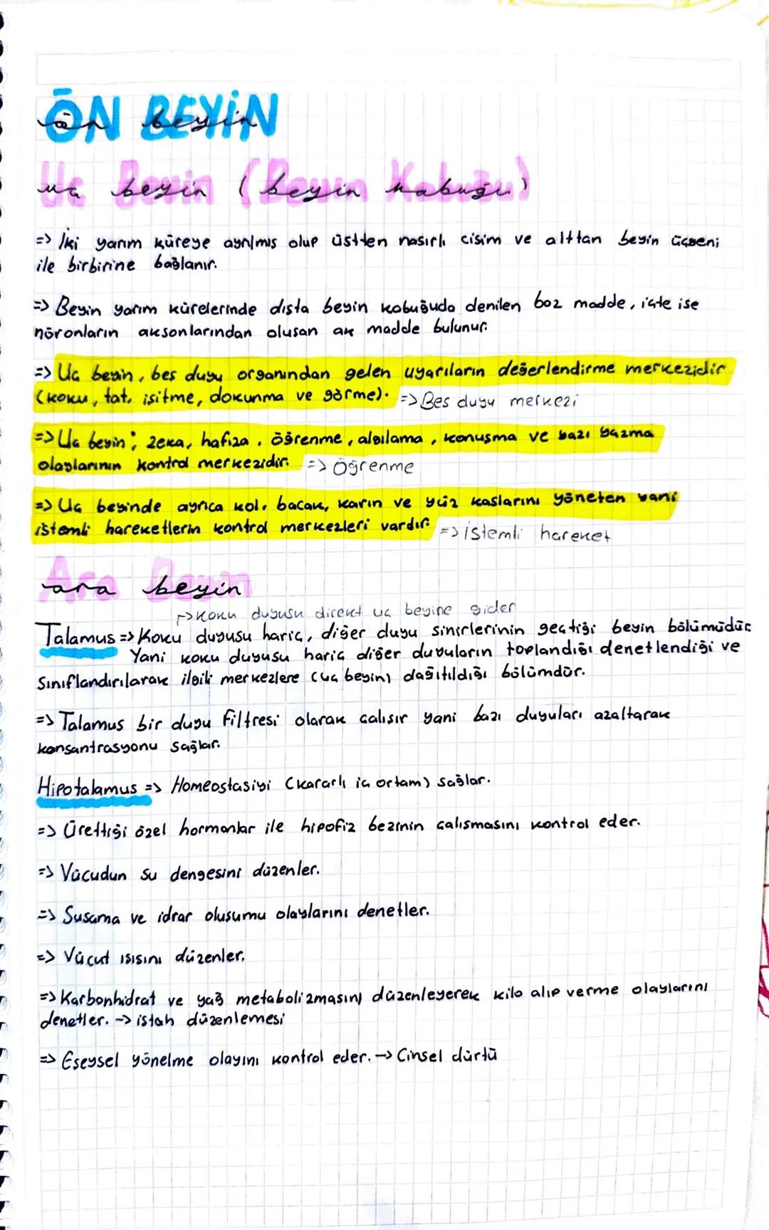 ON BEYIN
un besin (begin habusu)
=> İki yarım küreye aynılmış olup üstten nasırlı cisim ve alttan beyin üçseni
ile birbirine bağlanır.
=> Be