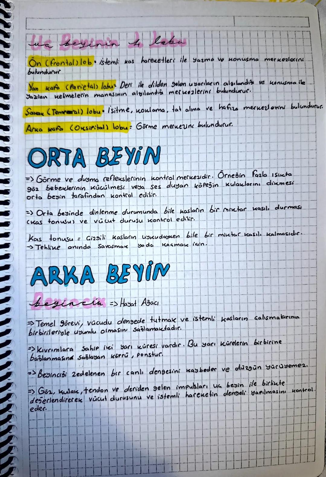 ON BEYIN
un besin (begin habusu)
=> İki yarım küreye aynılmış olup üstten nasırlı cisim ve alttan beyin üçseni
ile birbirine bağlanır.
=> Be