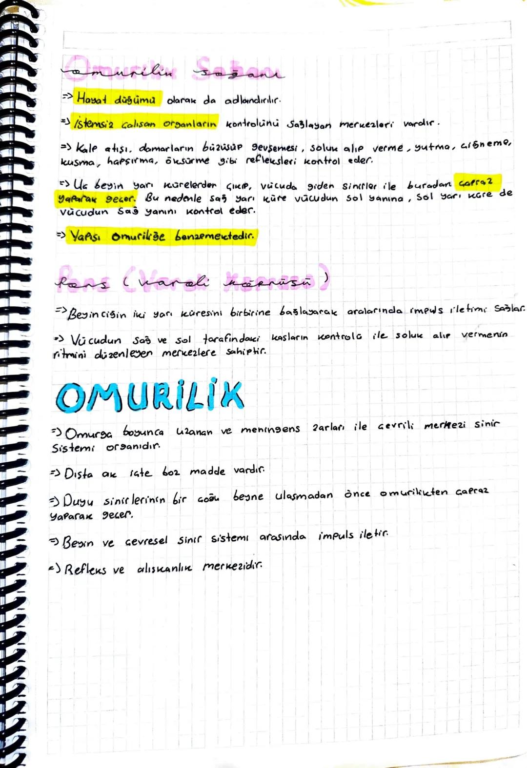 ON BEYIN
un besin (begin habusu)
=> İki yarım küreye aynılmış olup üstten nasırlı cisim ve alttan beyin üçseni
ile birbirine bağlanır.
=> Be