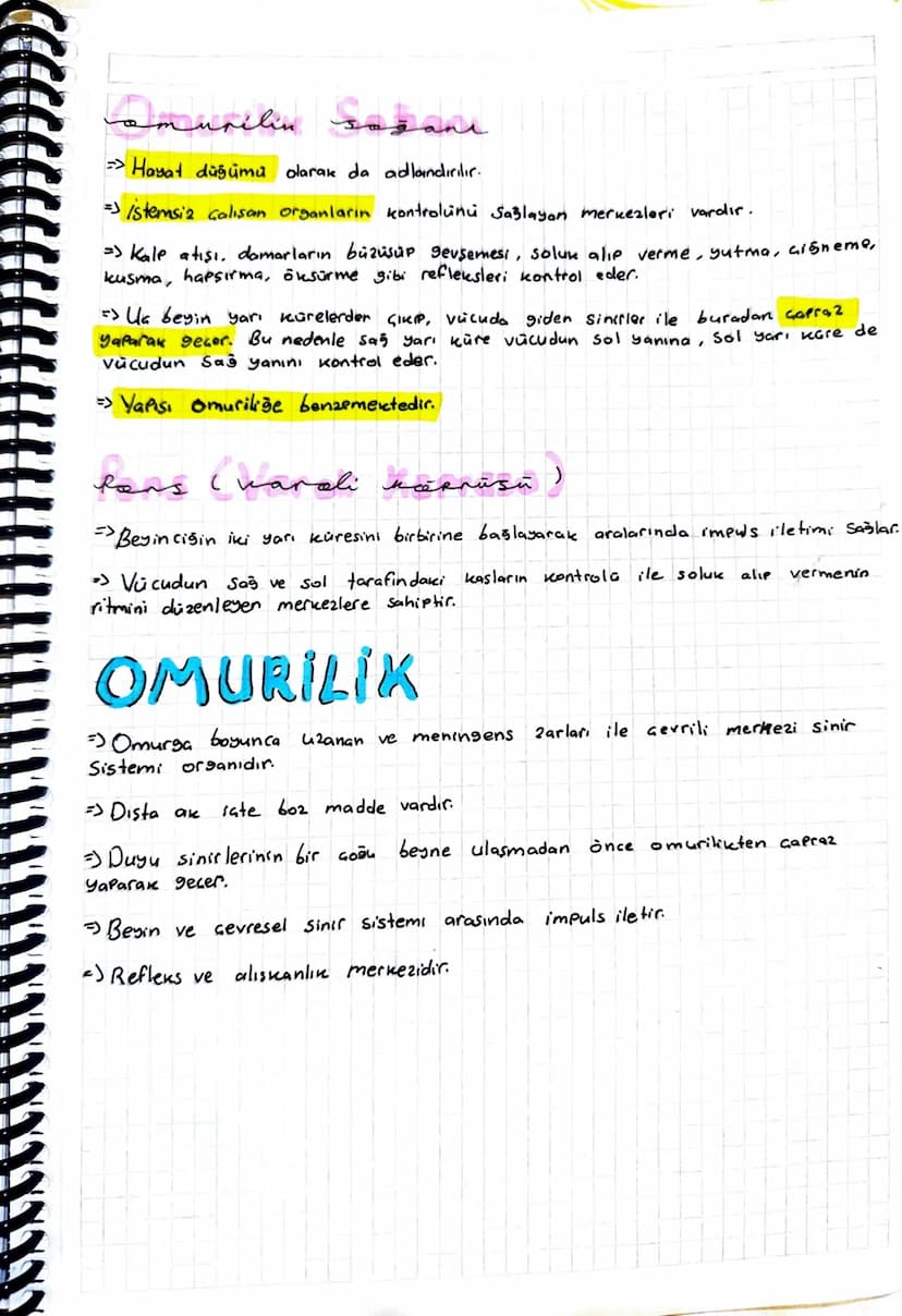 ON BEYIN
un besin (begin habusu)
=> İki yarım küreye aynılmış olup üstten nasırlı cisim ve alttan beyin üçseni
ile birbirine bağlanır.
=> Be