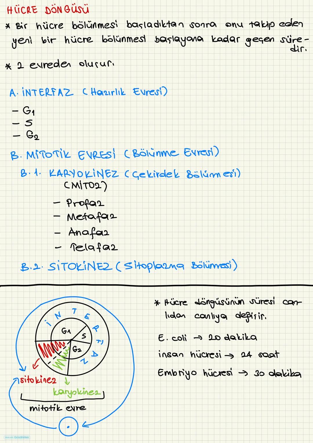 HÜCRE DÖNGÜSÜ
* Bir hücre bölünmesi başladıktan sonra onu takip celen
yeni bir hücre bölünmest başlayana kadar geçen süre-
* 2 evreden oluşu
