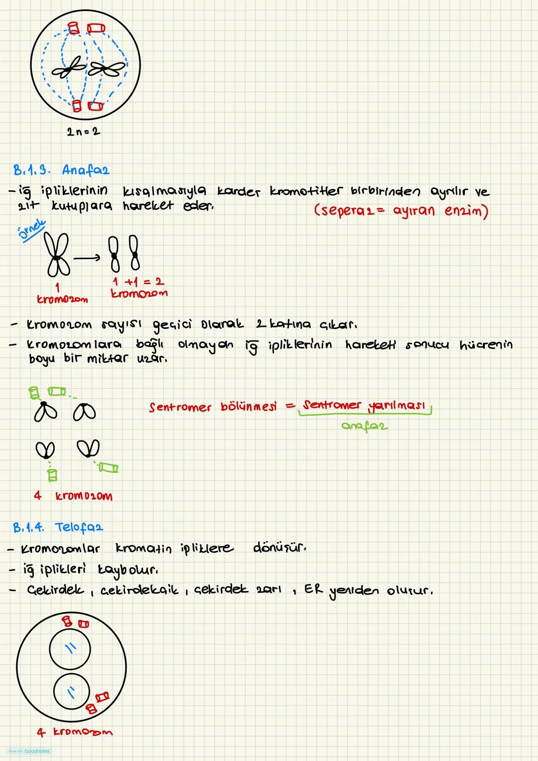 HÜCRE DÖNGÜSÜ
* Bir hücre bölünmesi başladıktan sonra onu takip celen
yeni bir hücre bölünmest başlayana kadar geçen süre-
* 2 evreden oluşu