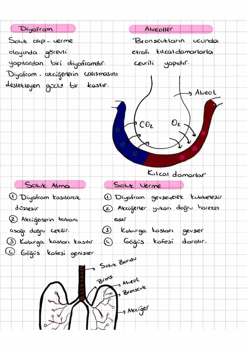 SOLUNUM SISTEMI
Solunum Sistemi havadaki oksigenin kana
kanda
bulunan
karbondioksitin havaya
verilmesini
sağlar
Burun
Burundaki
havadaki
Sol
