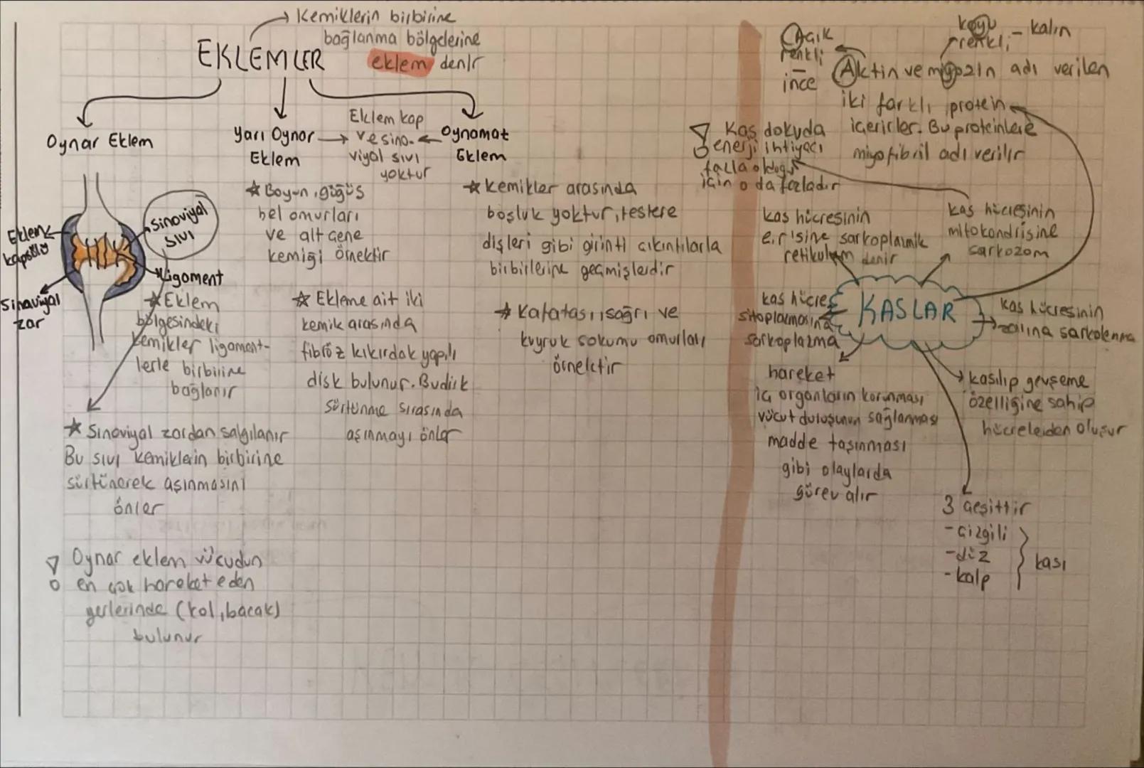 -
DESTEK HAREKET SISTEMI -
İskelet Sistemi
insanda destek ve hareket sistemi iki kısımda incelenir
✓
Kemik
doku
لا
kıkırdak
doku
K
Kas Siste