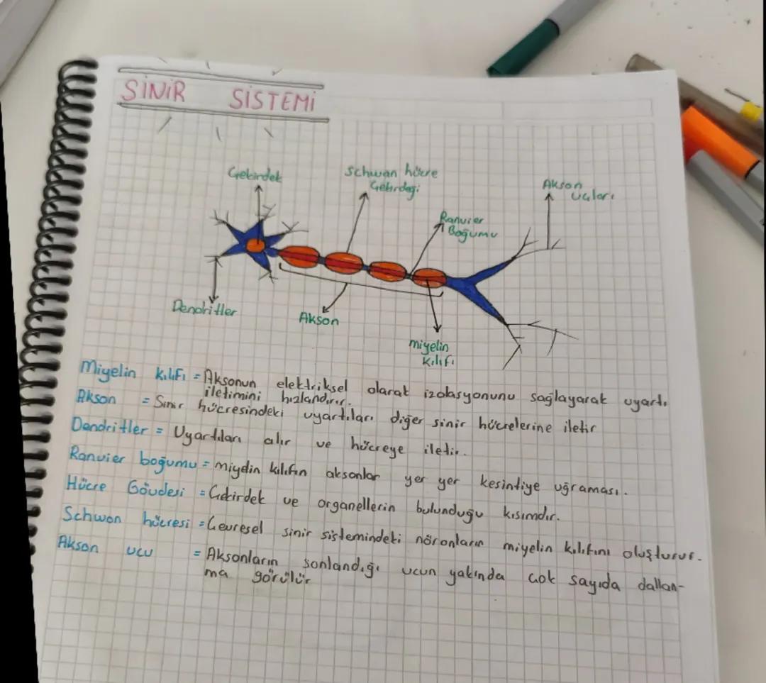 11 biyoloji sinir sistemi