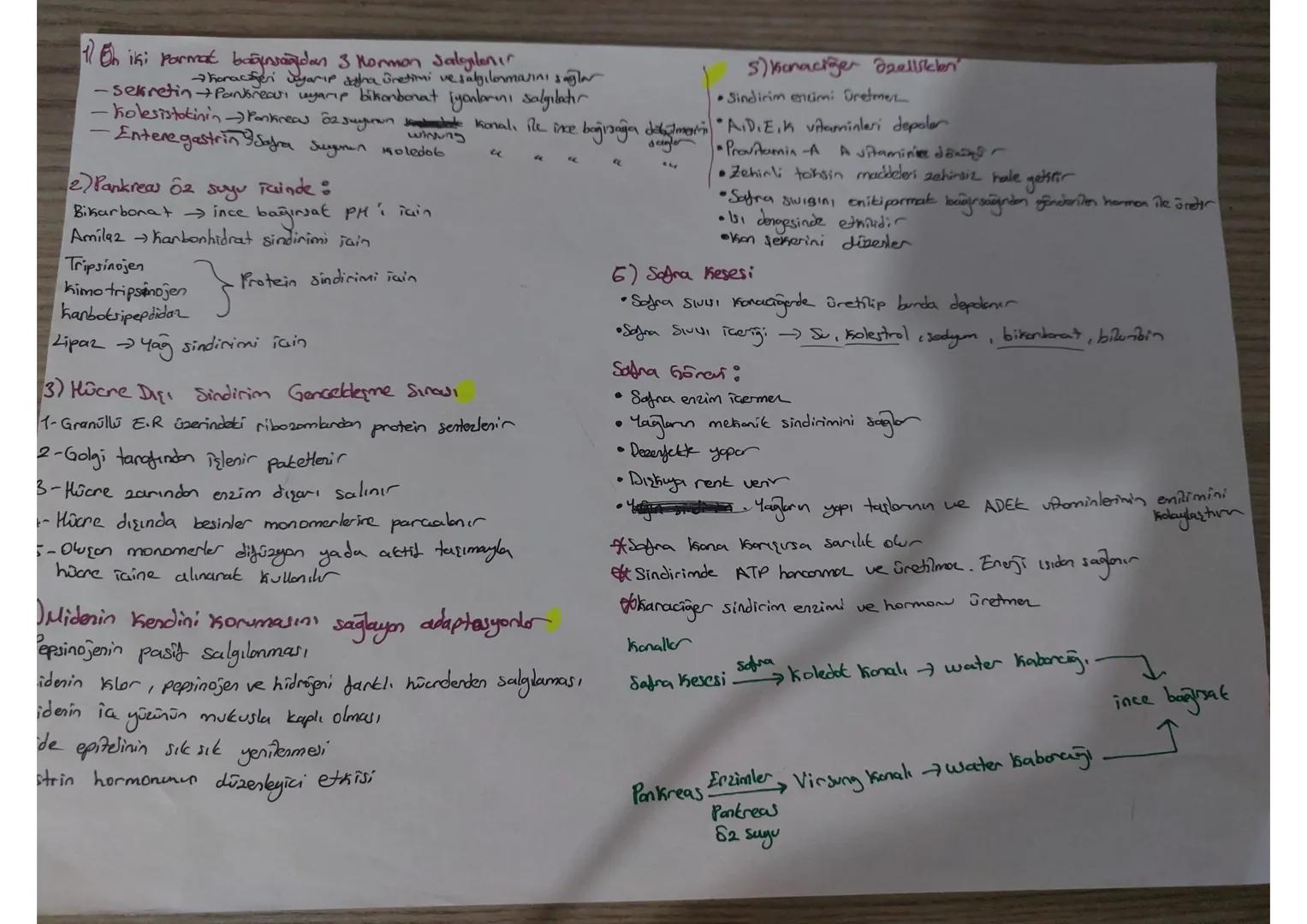 # 1 On iki Parmak bağırsağıdan 3 Mormon Jalgılanır
- Karaciğeri yarıp daha üretimi Üretimi ve salgılanmasını sağlar
- sekretin+Pantbreau, uy