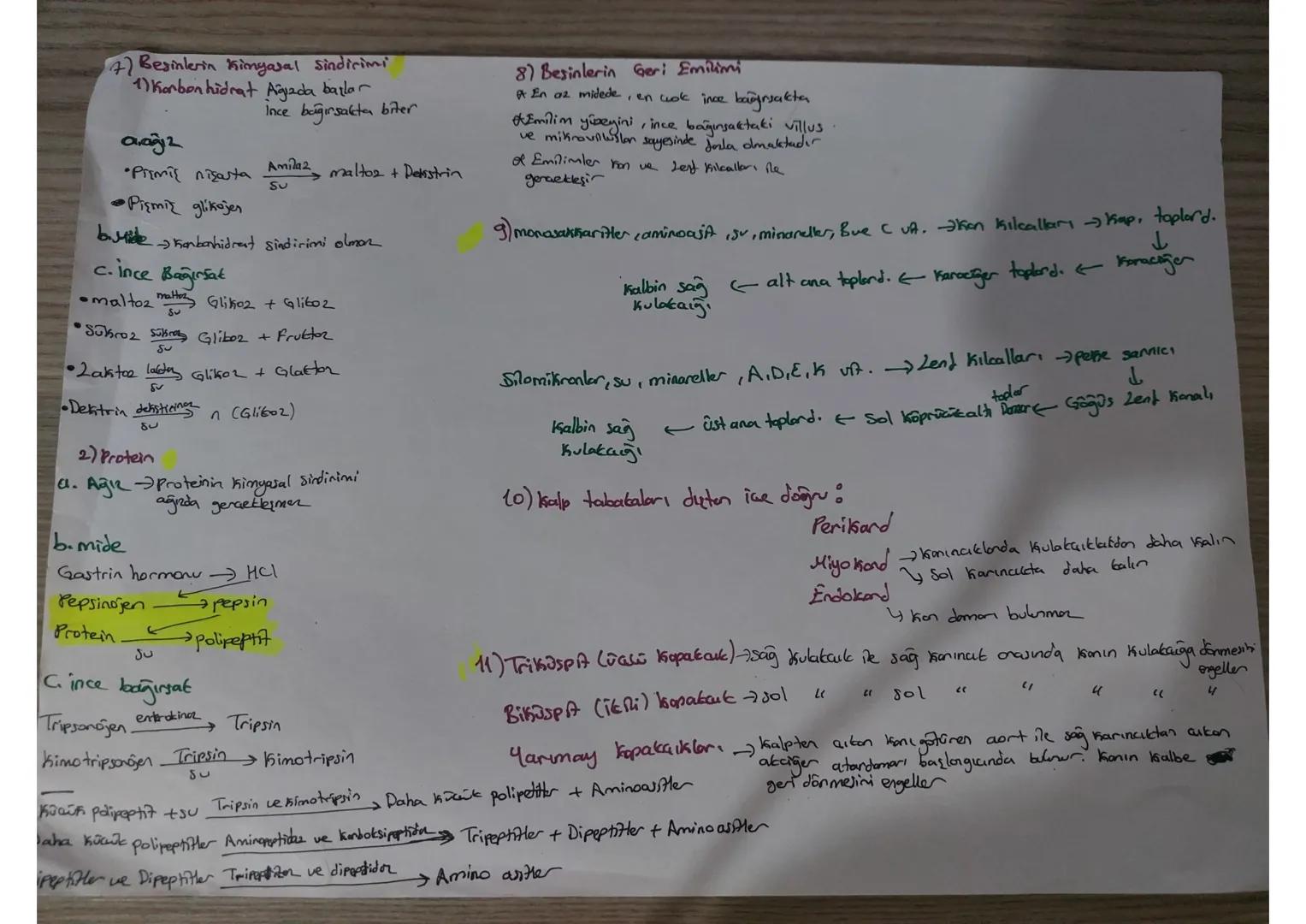 # 1 On iki Parmak bağırsağıdan 3 Mormon Jalgılanır
- Karaciğeri yarıp daha üretimi Üretimi ve salgılanmasını sağlar
- sekretin+Pantbreau, uy