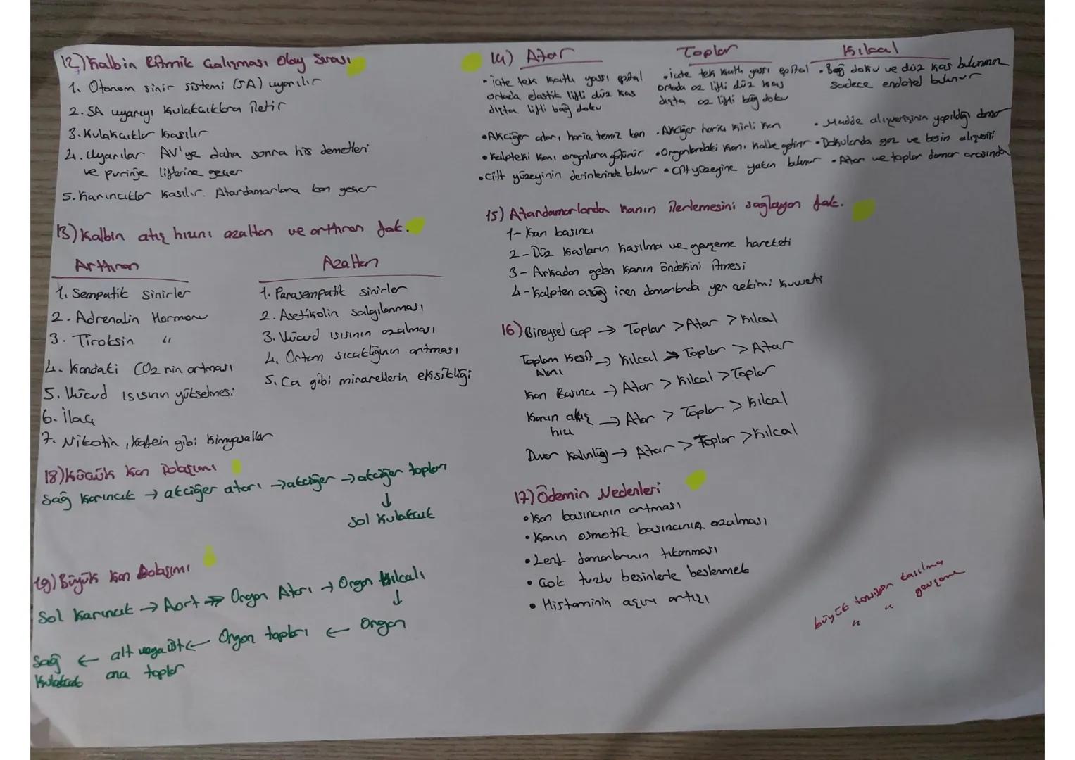 # 1 On iki Parmak bağırsağıdan 3 Mormon Jalgılanır
- Karaciğeri yarıp daha üretimi Üretimi ve salgılanmasını sağlar
- sekretin+Pantbreau, uy