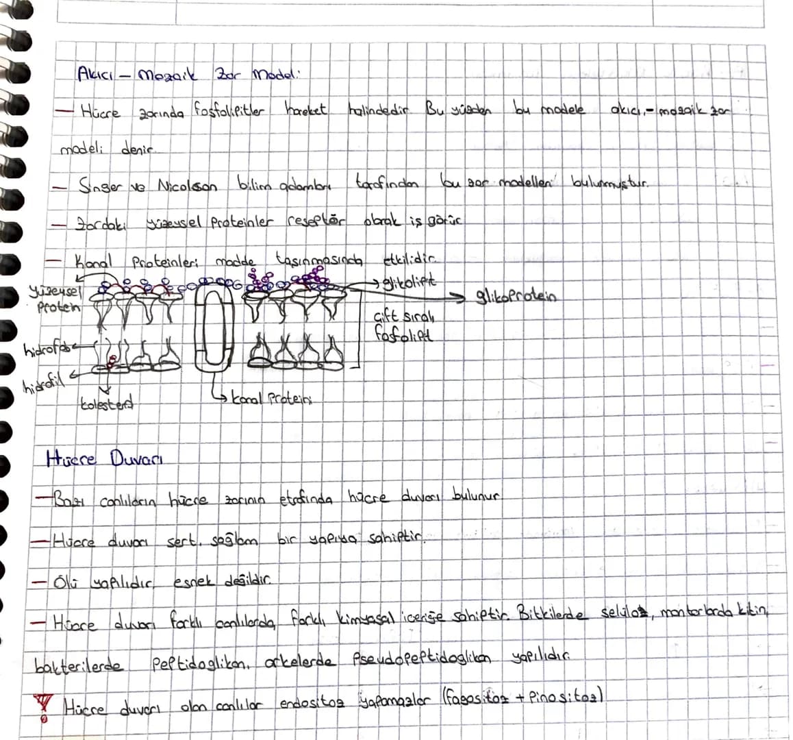 HUCRE
1665 Jılında Robert Hooke mese ağacının montor dokusunu kendi geliştirdiği mikroskopla
incelemis ve gördüğü adacıkdora cellula (hücrel