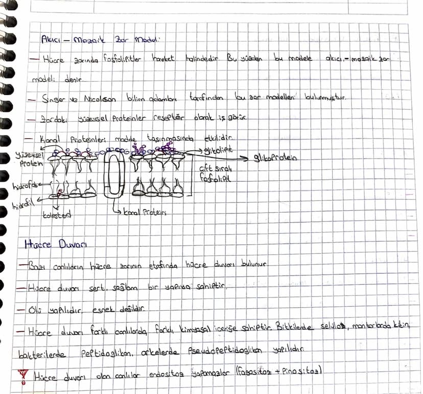 HUCRE
1665 Jılında Robert Hooke mese ağacının montor dokusunu kendi geliştirdiği mikroskopla
incelemis ve gördüğü adacıkdora cellula (hücrel