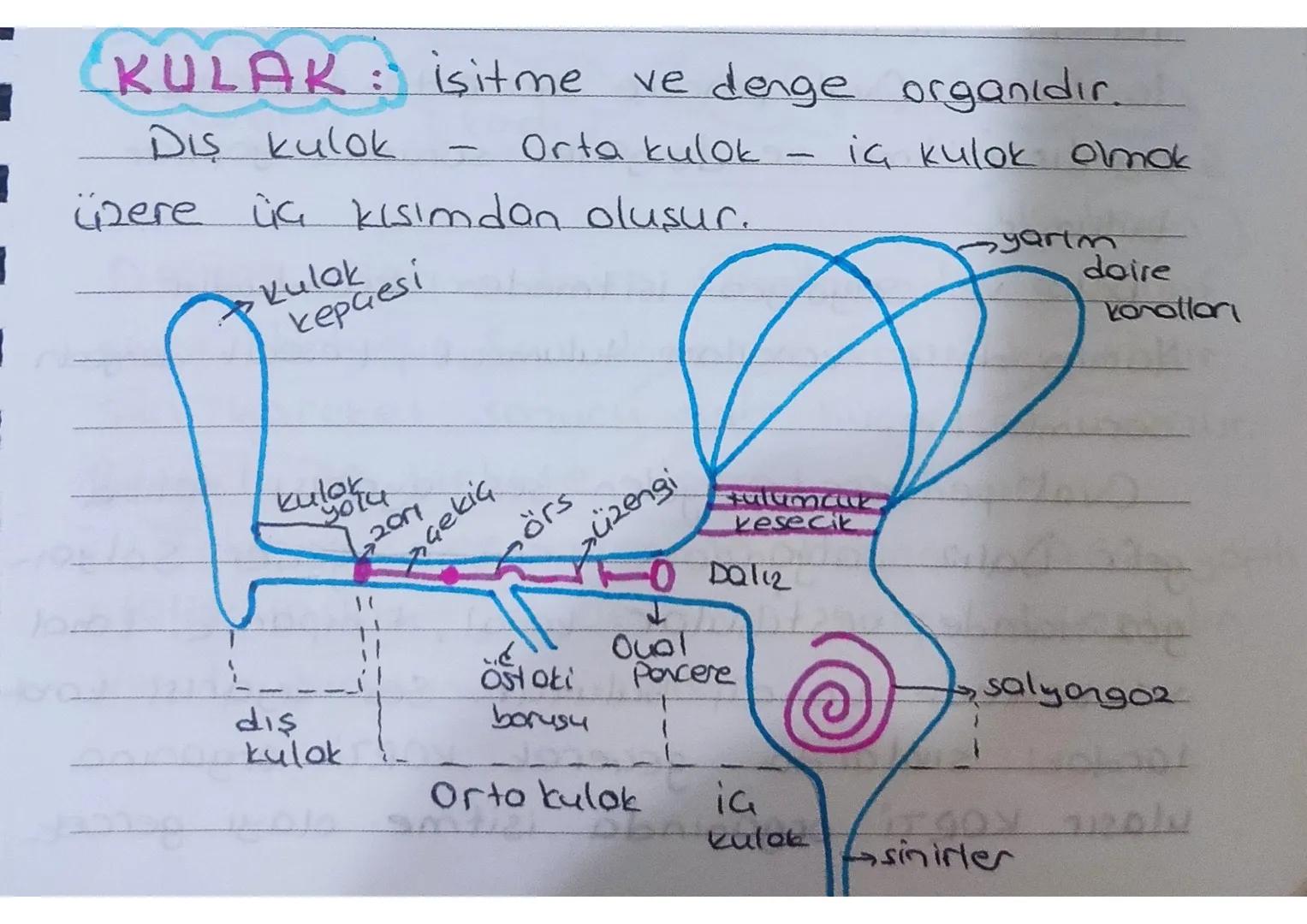 Dis kulok
üzere üç kısımdan oluşur.
→Kulak
kepaesi
KULAK: işitme ve denge organıdır.
-
Orta kulok - iç kulok olmak
yartm
doire
Korollari
kul