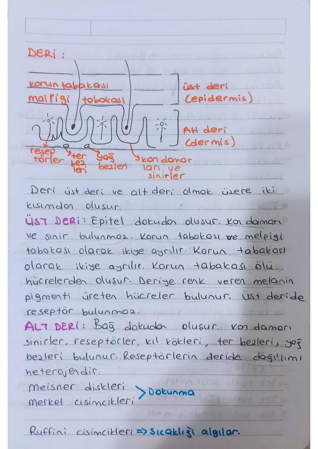 Dis kulok
üzere üç kısımdan oluşur.
→Kulak
kepaesi
KULAK: işitme ve denge organıdır.
-
Orta kulok - iç kulok olmak
yartm
doire
Korollari
kul