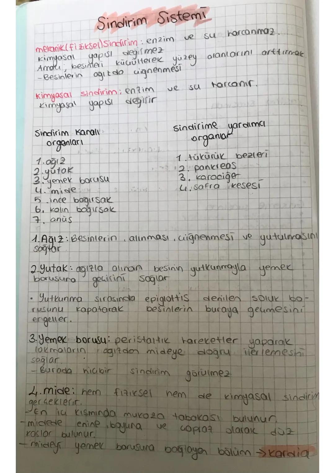 # Sindirim Sistemi

mekanik (fiziksel) Sindirim : enzim ve su harcanmaz.
kimyasal yapısı değilmez
Amalı, besinteri küçülterek yüzey alanları