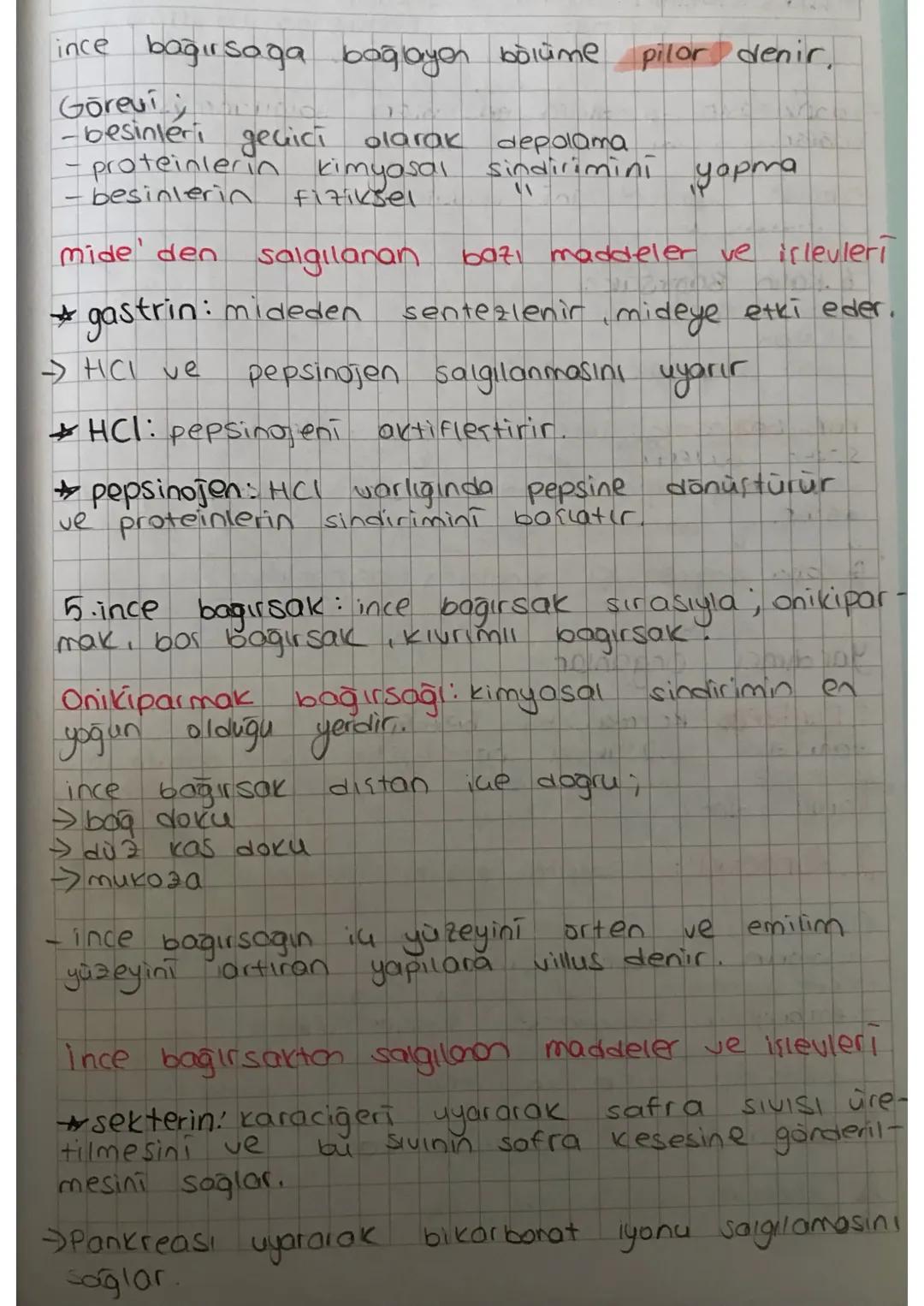 # Sindirim Sistemi

mekanik (fiziksel) Sindirim : enzim ve su harcanmaz.
kimyasal yapısı değilmez
Amalı, besinteri küçülterek yüzey alanları