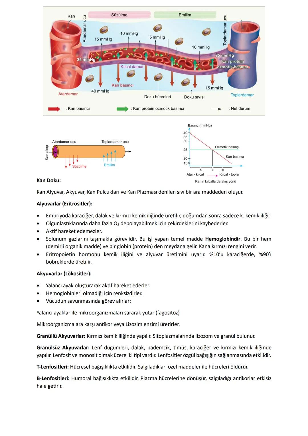 Mekanik (Fiziksel) Sindirim: Diş, Kas, Safra
Kimyasal Sindirim: Su ve enzimler
Hücre içi sindirim: Enzimler lizozom ve kofullarda pasif olar