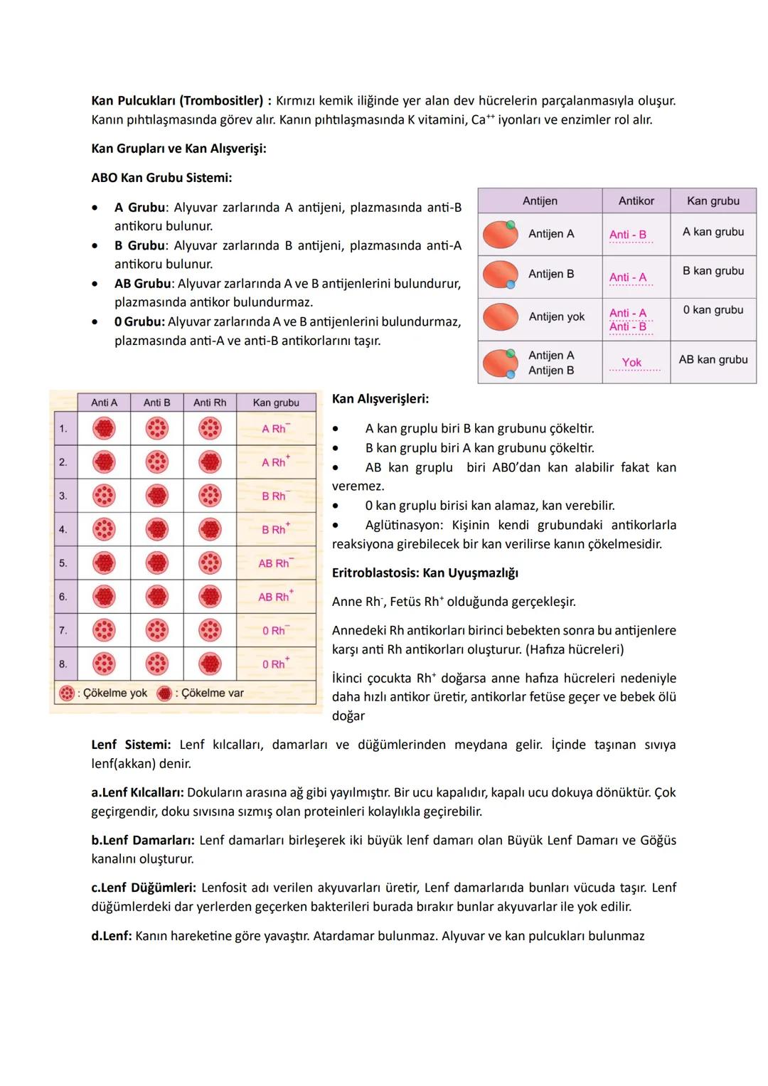 Mekanik (Fiziksel) Sindirim: Diş, Kas, Safra
Kimyasal Sindirim: Su ve enzimler
Hücre içi sindirim: Enzimler lizozom ve kofullarda pasif olar