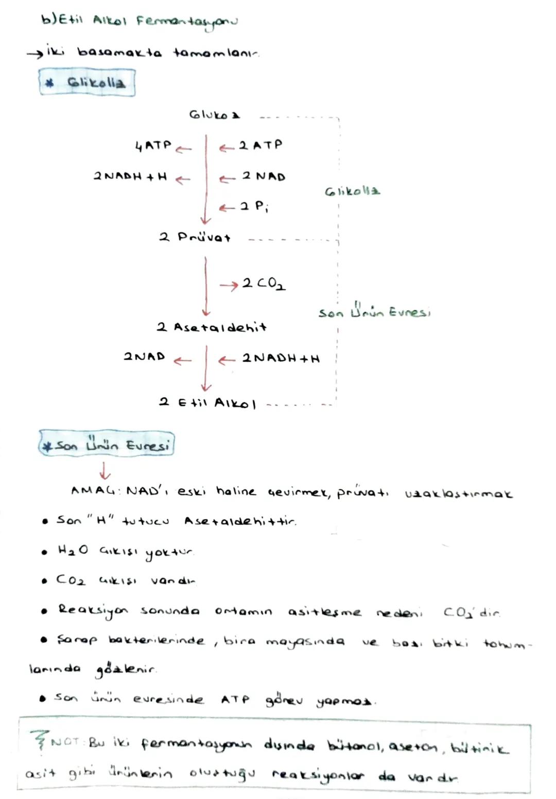 b) Etil Alkol Fermantasyonu

→iki basamakta tamamlanır.

* Glikolla

Gluko

4ATP

← 2 ATP

2 NADH + H

← 2 NAD

Glikolla

← 2 Pi

2 Prüvat

