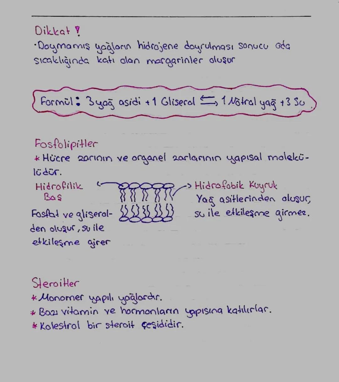 Lipitler (Yağlor)
* Yapıcı, onarıcı ve düzenleyici dirler.
* Monomerlerine yağ asidi ve gliserol denir.
* Monomerleri birbirine ester bağı i