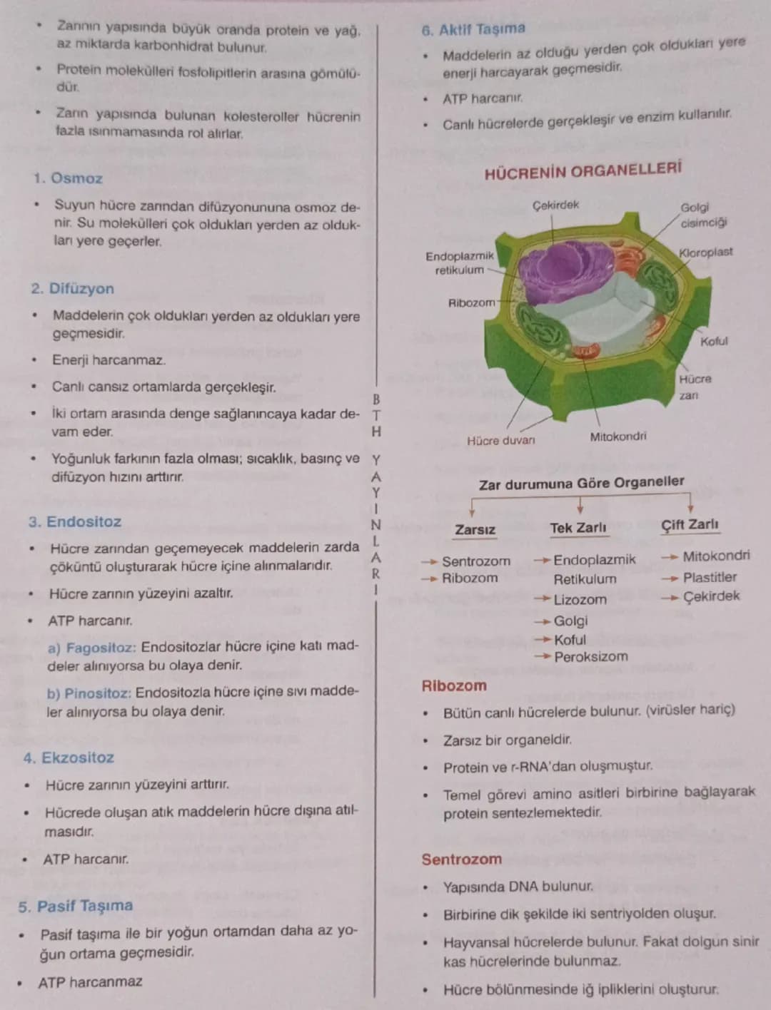 •
•
Zannin yapısında büyük oranda protein ve yağ,
az miktarda karbonhidrat bulunur.
Protein molekülleri fosfolipitlerin arasına gömülü-
dür.