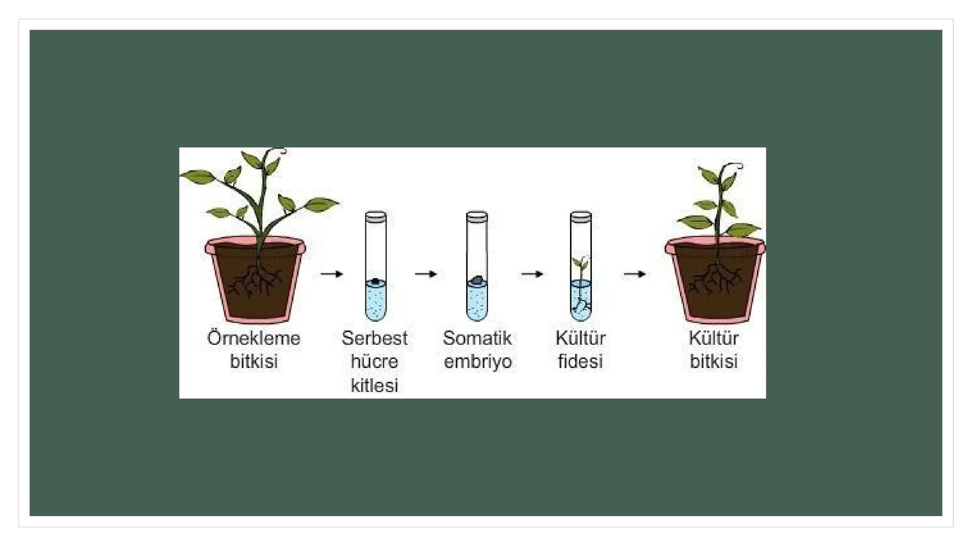 EŞEYSİZ ÜREME
YÖNTEMLERİNİN
CANLILAR
AÇISINDAN
AVANTAJ VE
DEZAVANTAJLARI EŞEYSİZ ÜREME ÇEŞİTLERİ
YUMRU GÖVDE
İLE ÜREME
VEJETATİF
ÜREME
SÜRÜN