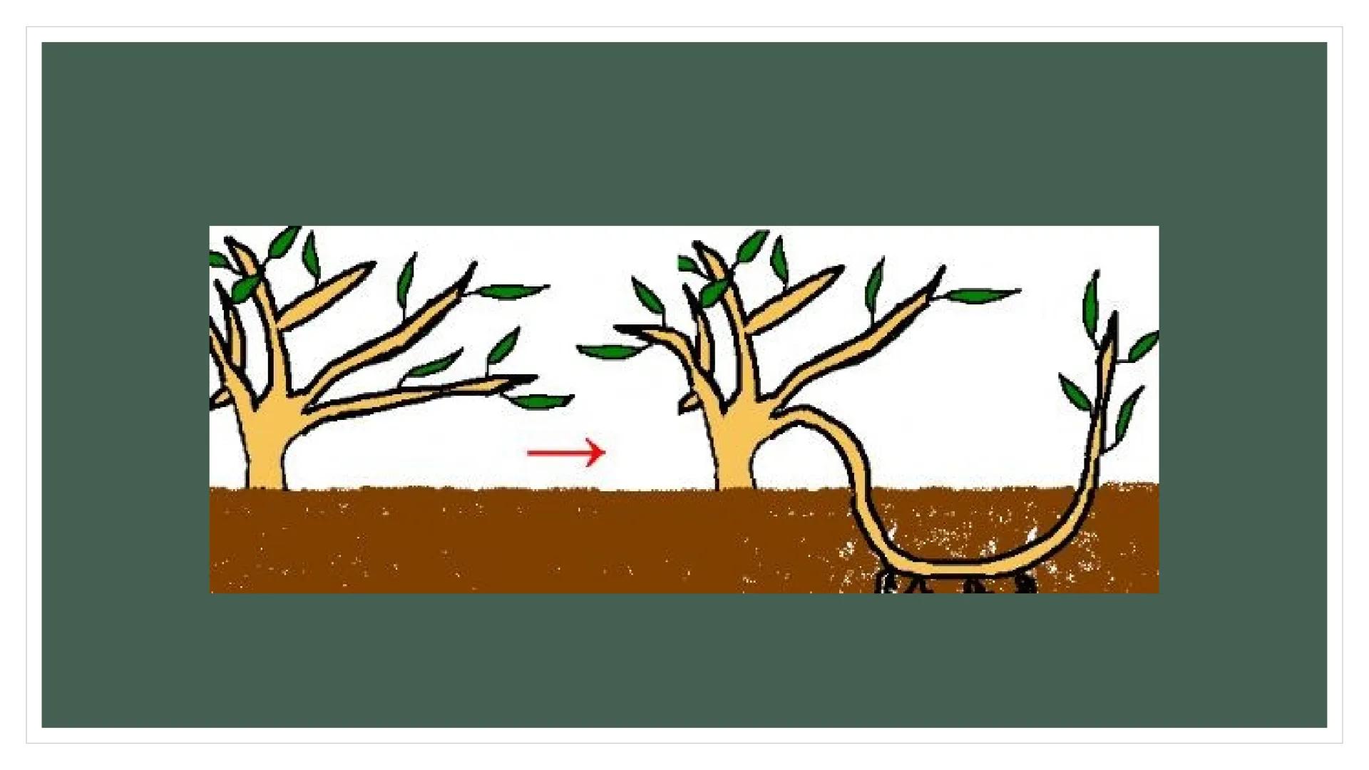 EŞEYSİZ ÜREME
YÖNTEMLERİNİN
CANLILAR
AÇISINDAN
AVANTAJ VE
DEZAVANTAJLARI EŞEYSİZ ÜREME ÇEŞİTLERİ
YUMRU GÖVDE
İLE ÜREME
VEJETATİF
ÜREME
SÜRÜN