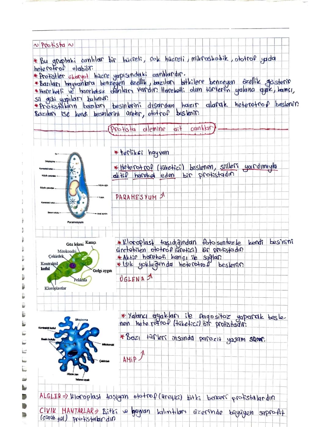 9. Sınıf Biyoloji: Protista Alemi Özet ve PDF
