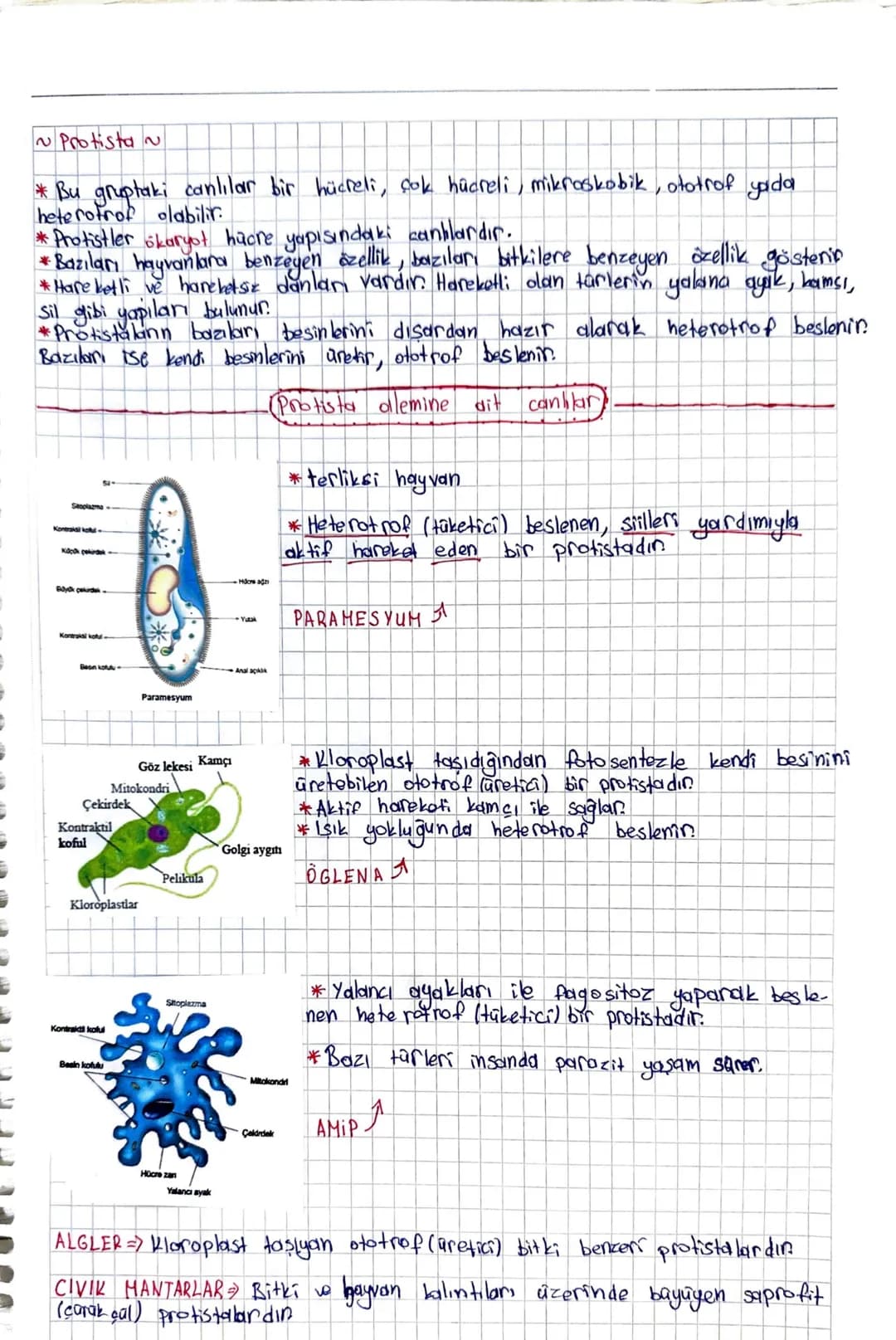 ~ Protista N
* Bu gruptaki canlılar bir hücreli, çok hücreli, mikroskobik, ototrof yada
heterotrof olabilir.
* Protistler ökaryot hücre yapı