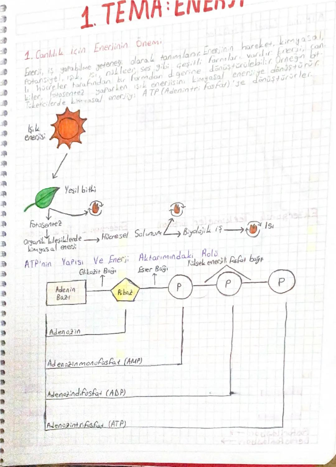 10. Sınıf Biyoloji 2025-2026 (Yeni Müfredat) 1. Canlılık İçin Enerjinin Önemi