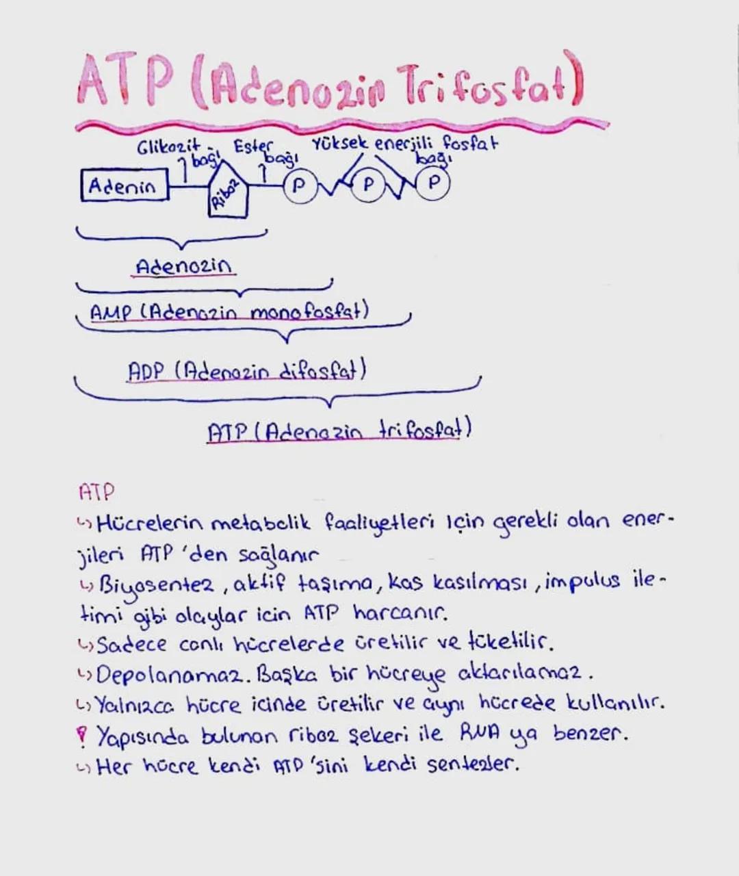 ATP(Adenozin Trifosfat)