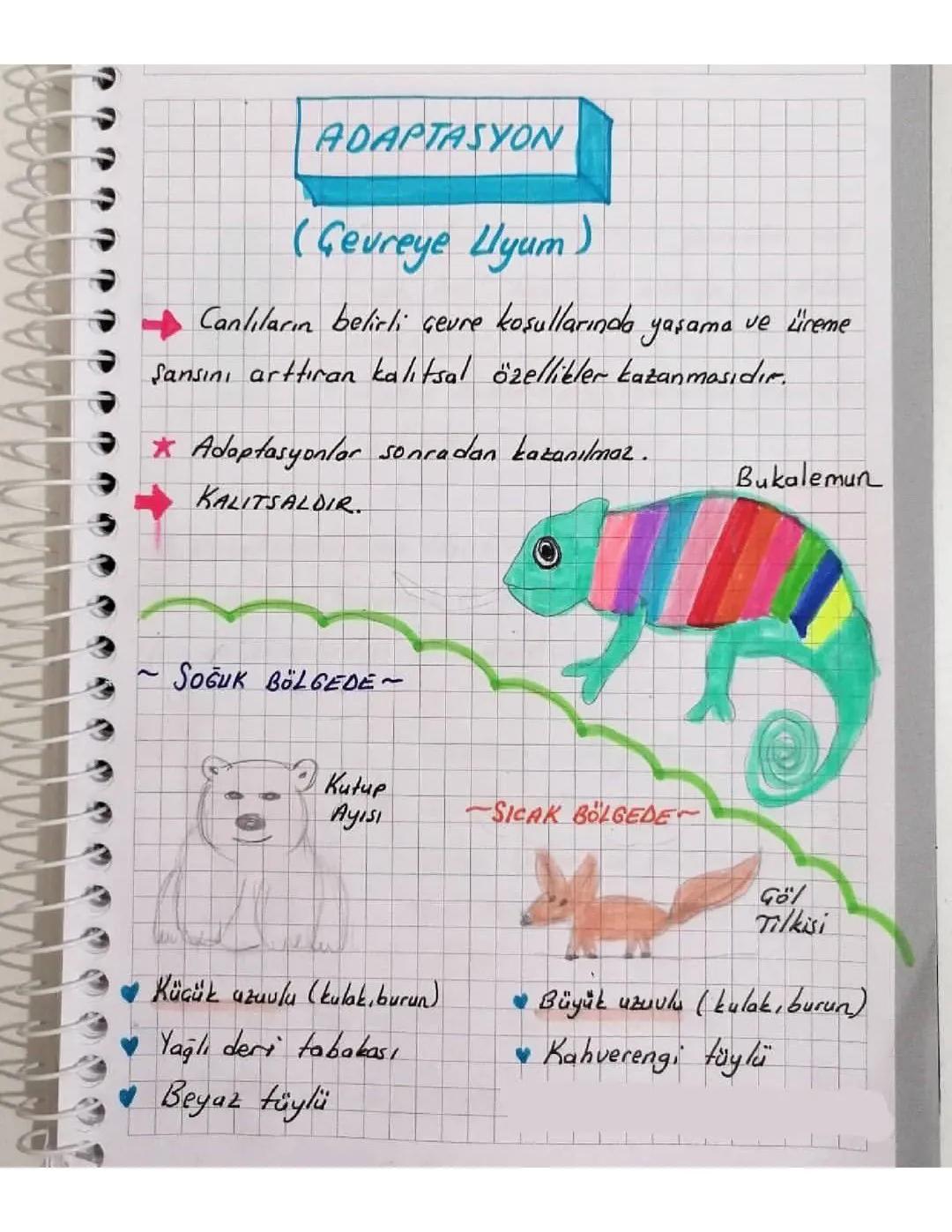 Adaptasyon Sürecinin Önemi