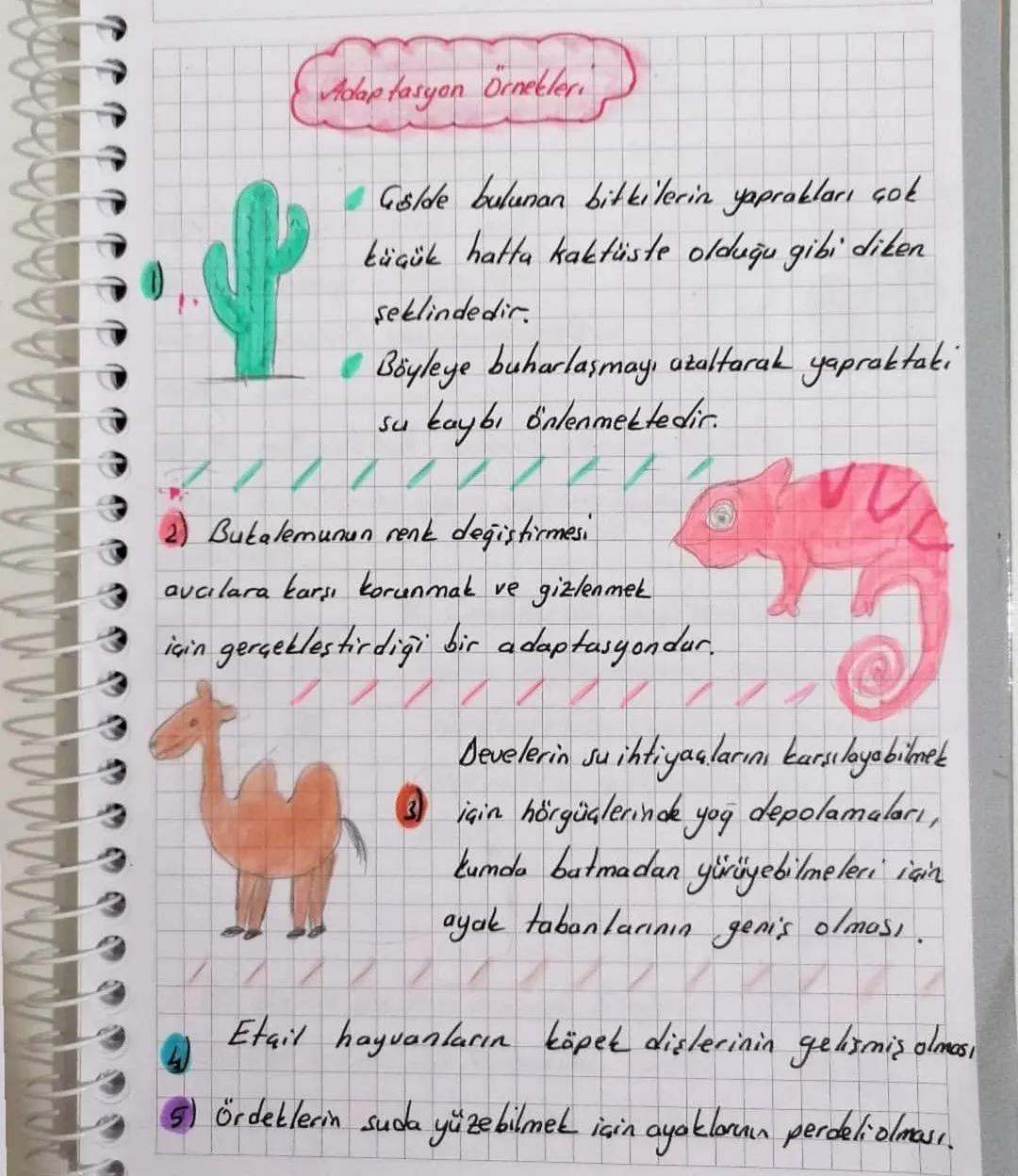 ADAPTASYON
(Gevreye Lyum)
Canlıların belirli çevre koşullarında yaşama ve üreme
Sansını arttıran kalıtsal özellikler kazanmasıdır.
* Adaptas