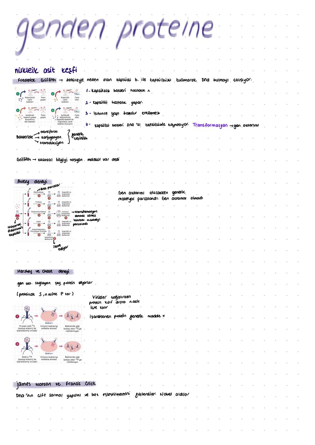 genden proteine
nukleik asit keşfi
Frederick Griffith → tatureye neden olan kapsúlli b. ile kapsulsüzü kullanarak Dna bulmoyi çalışıyor..
مه