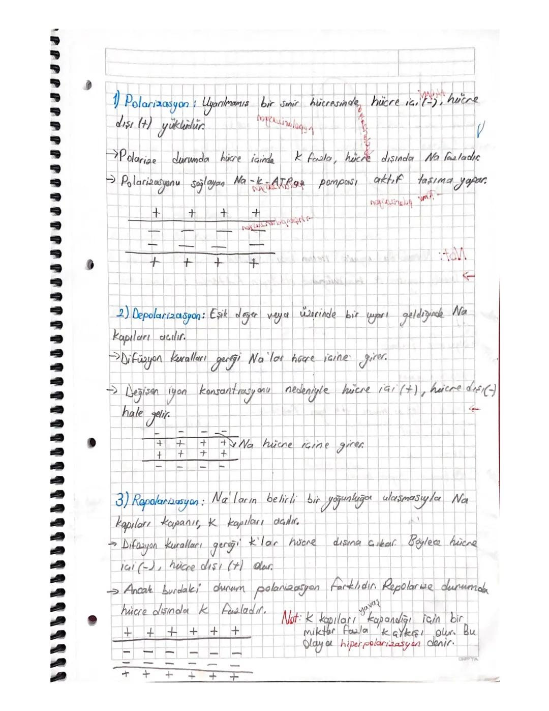 Polarizasyon/depolarizasyon/repolarizasyon