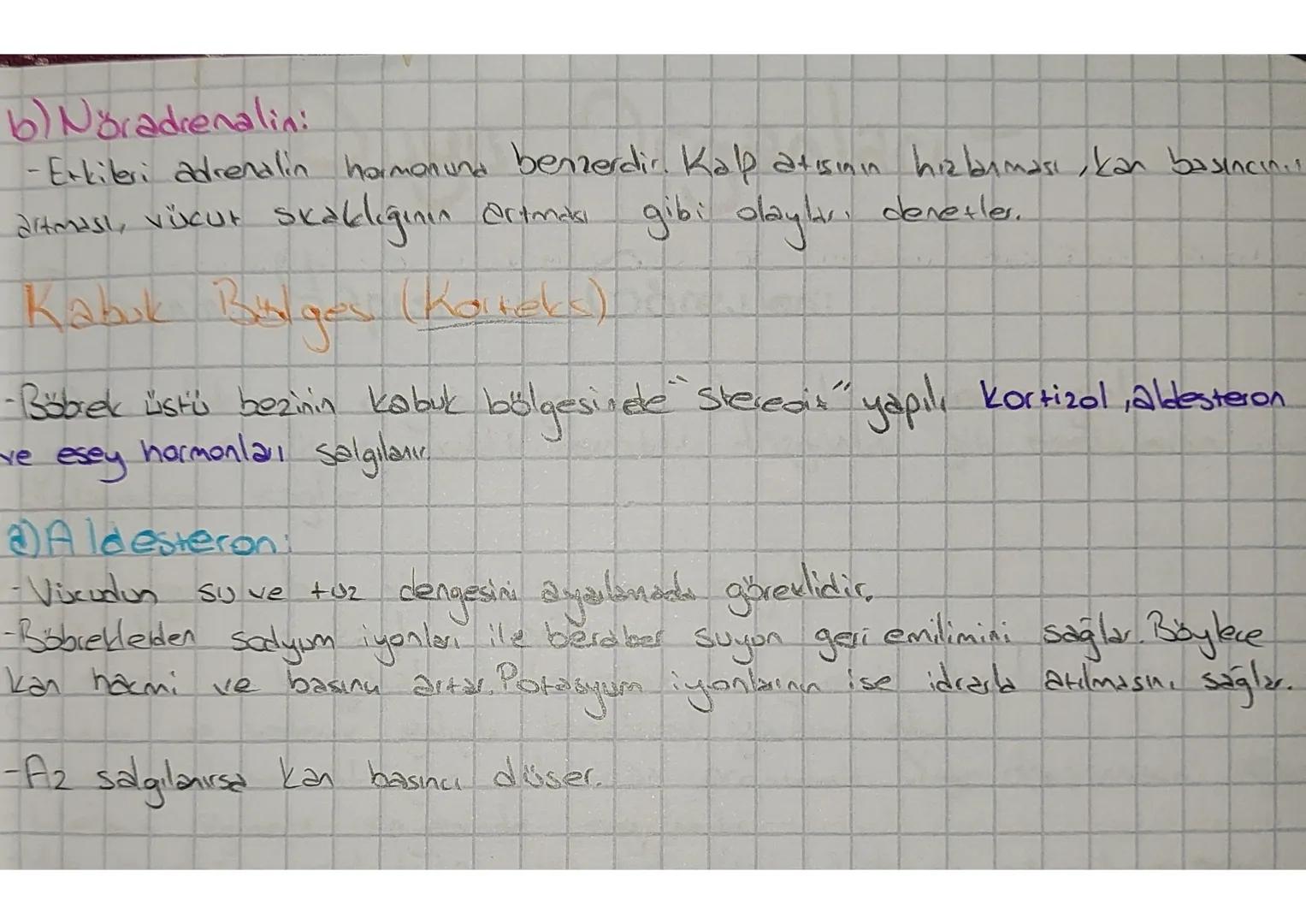 # Endokrin Sistem

- Vücutta salgı yapan bezler: endokrin, ekzokrin ve karma bez olmak üzere 3'e ayrılır.

* Salgını kanala verir. Stereoit 