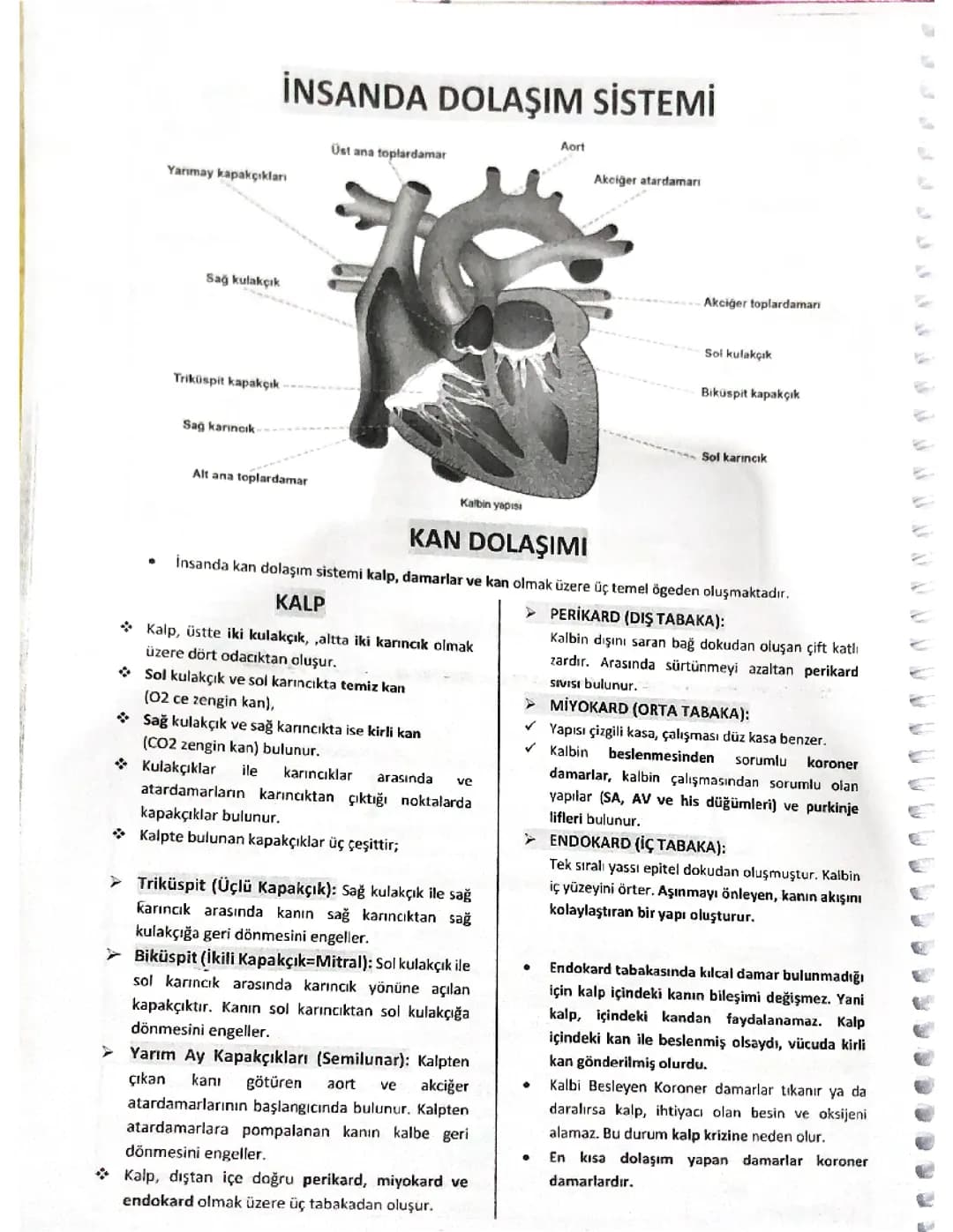 AYT Biyoloji Dolaşım sistemi