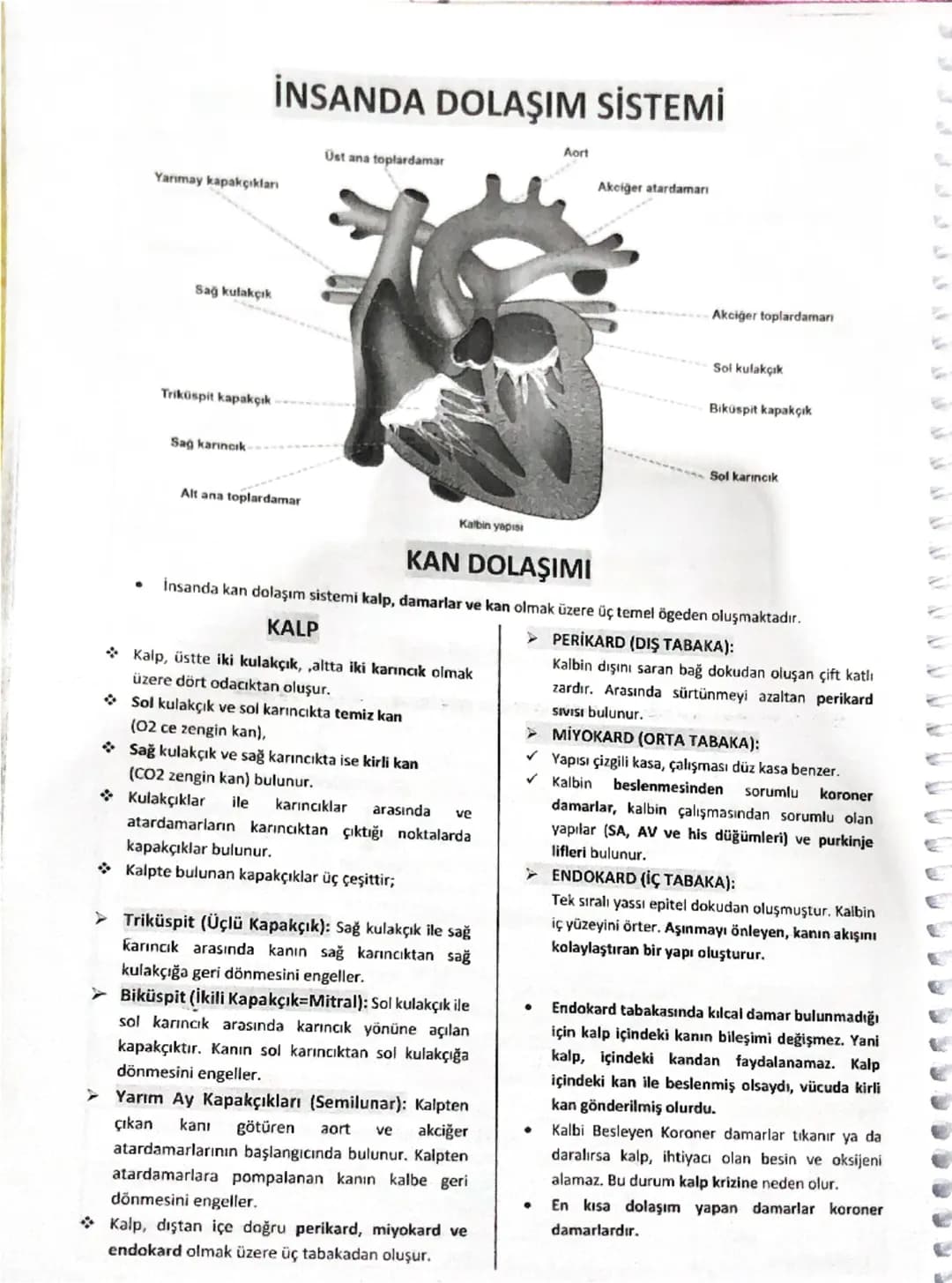 İNSANDA DOLAŞIM SİSTEMİ
Aort
Yarımay kapakçıkları
Sağ kulakçık
Trikuspit kapakçık
Sağ karıncık-
Alt ana toplardamar
Üst ana toplardamar
Kalb